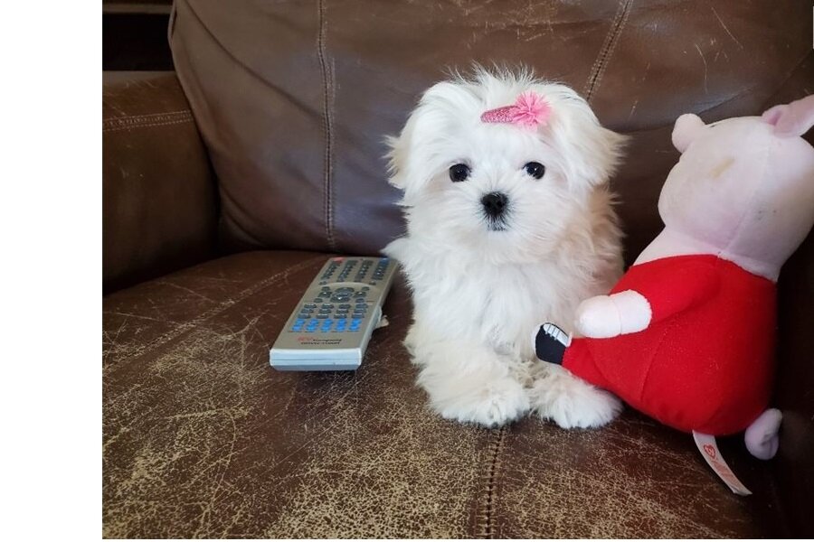 Beautiful Maltese puppies available for sale image 1