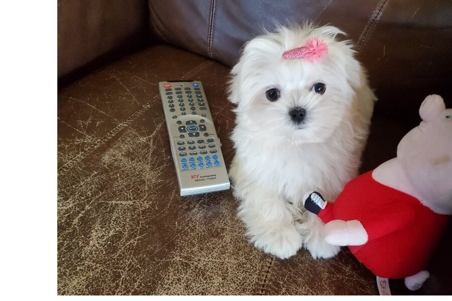 Beautiful Maltese puppies available for sale image 2