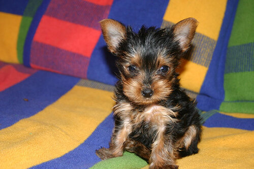 Tea Cup Yorkie Puppies For Sale image 1