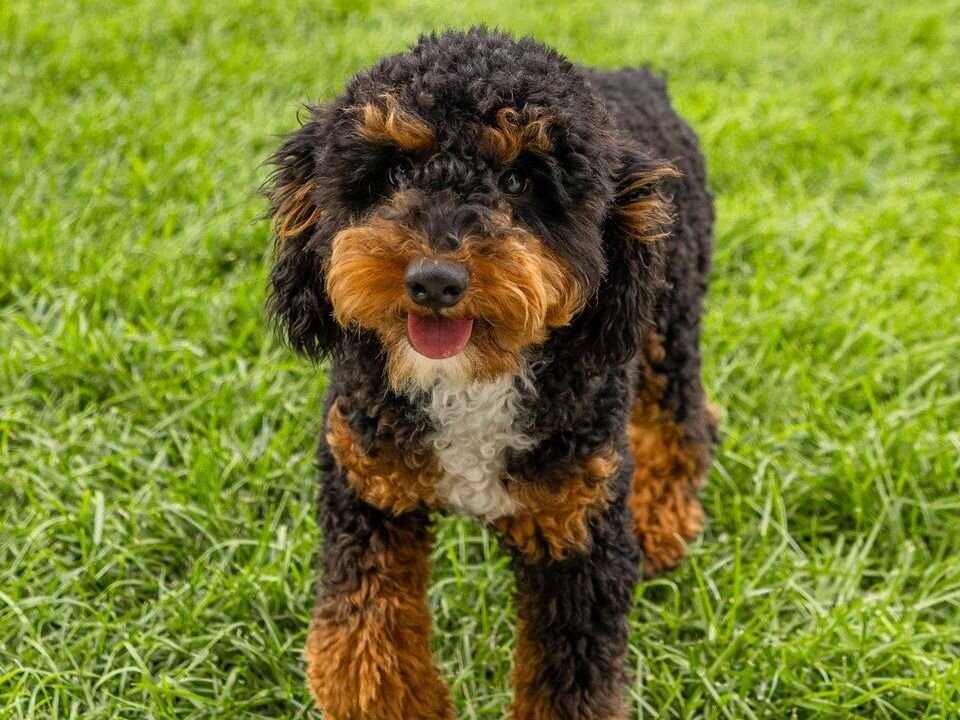 BEAUTIFUL TRI COLORED MINI POODLE STUD image 2