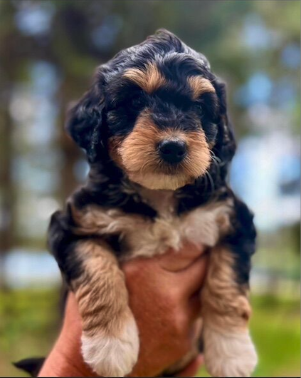 BEAUTIFUL TRI COLORED MINI POODLE STUD image 1