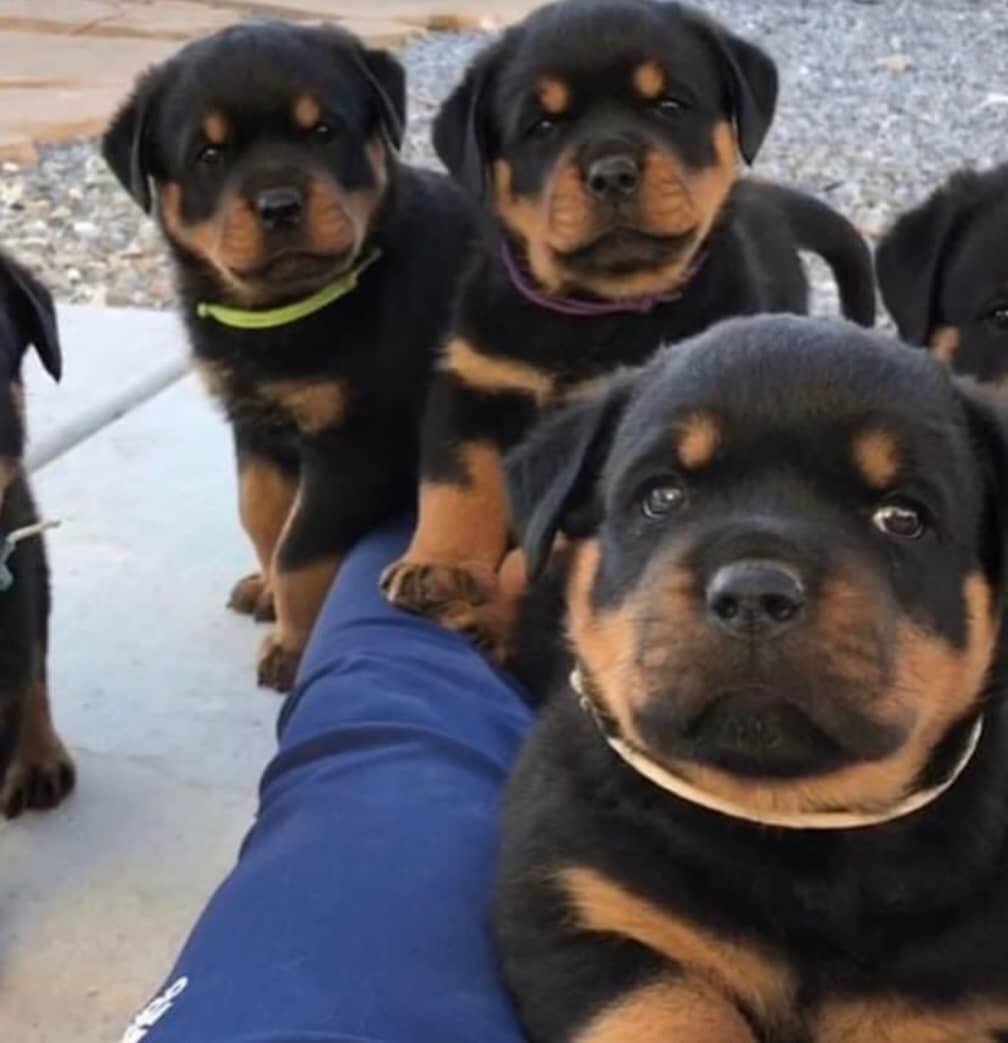 Rottweiler Puppies available for adoption image 1