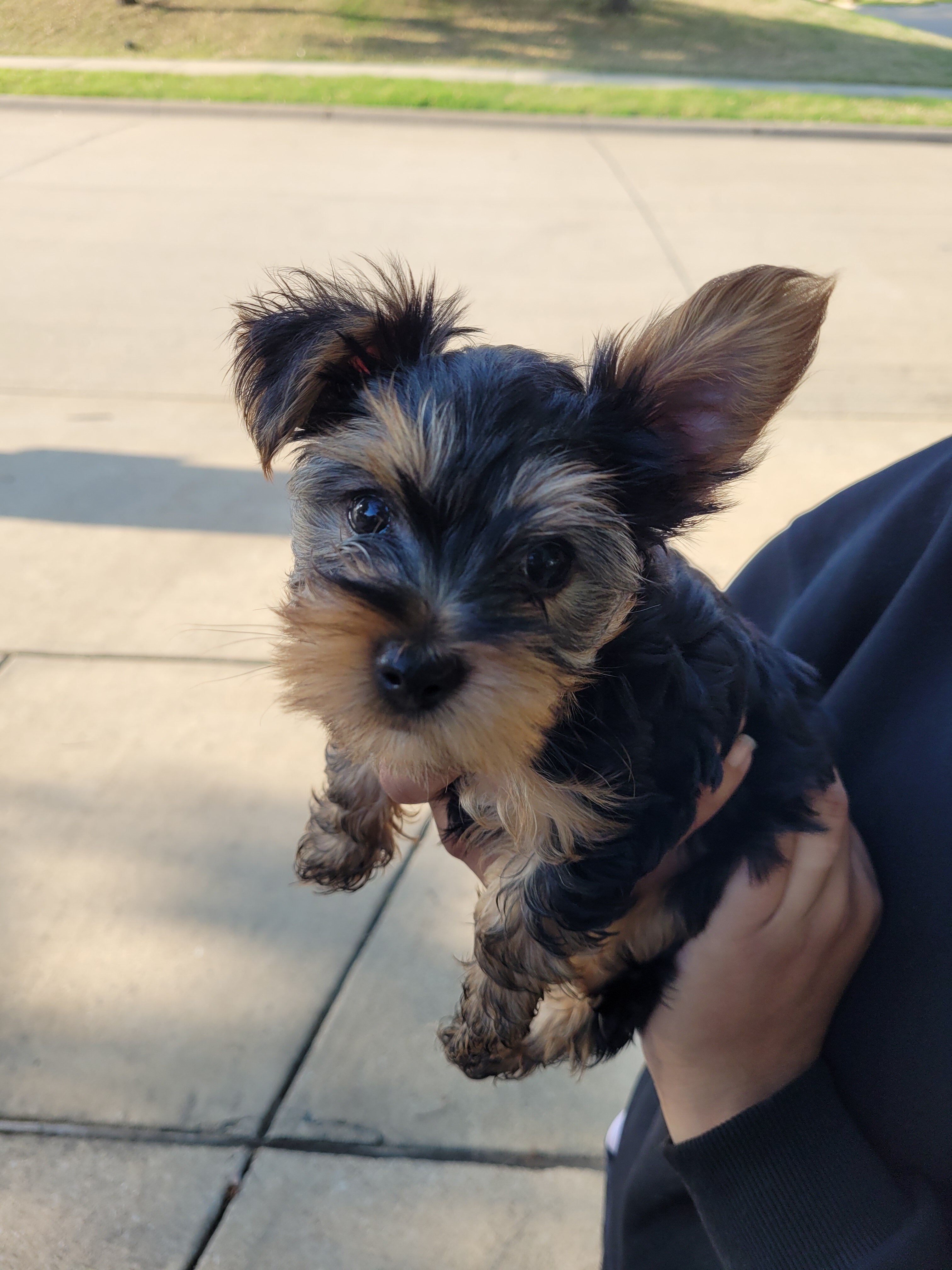 Yorkie pup (1 boy) shots included image 6