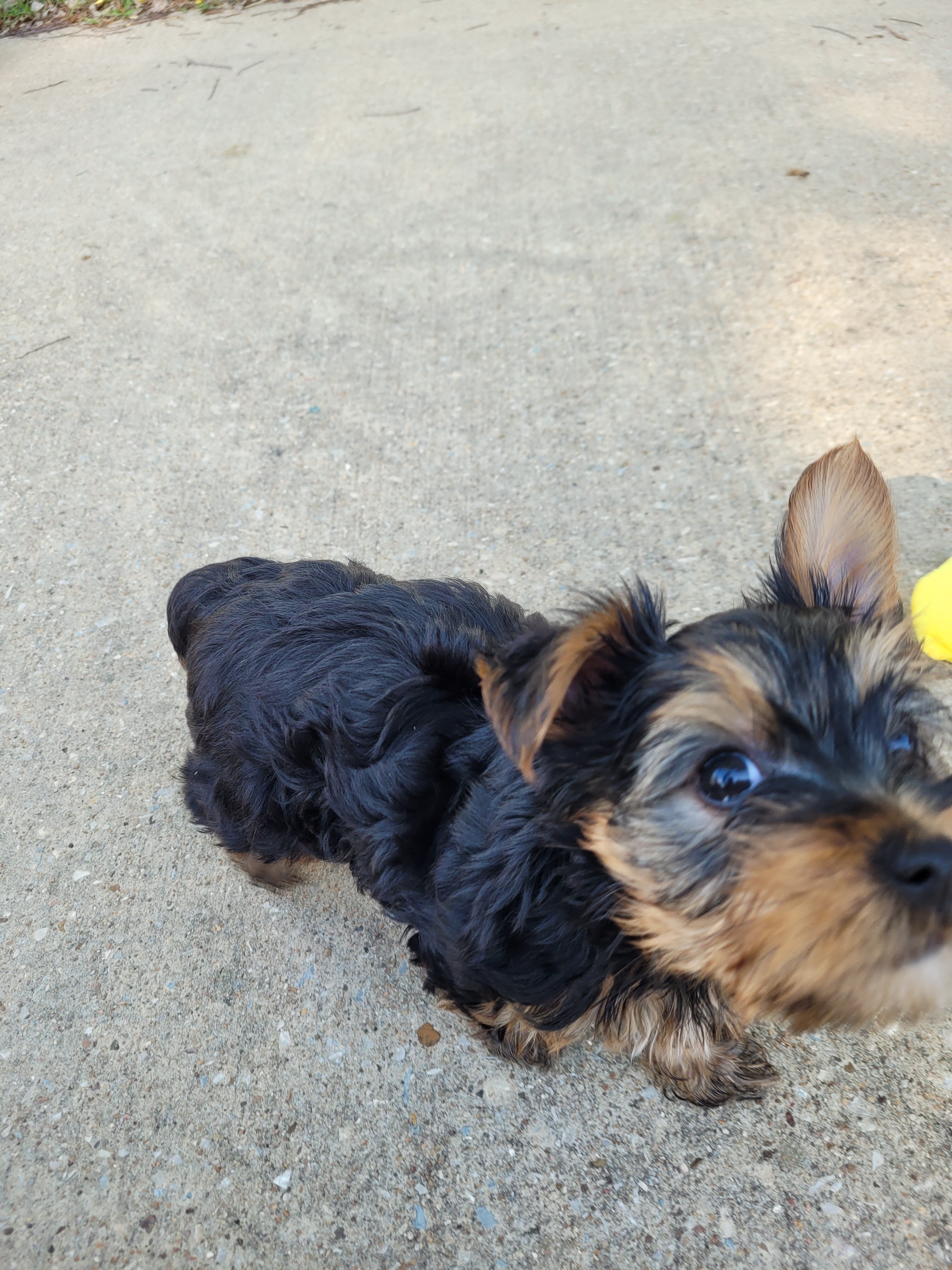 Yorkie pup (1 boy) shots included image 5