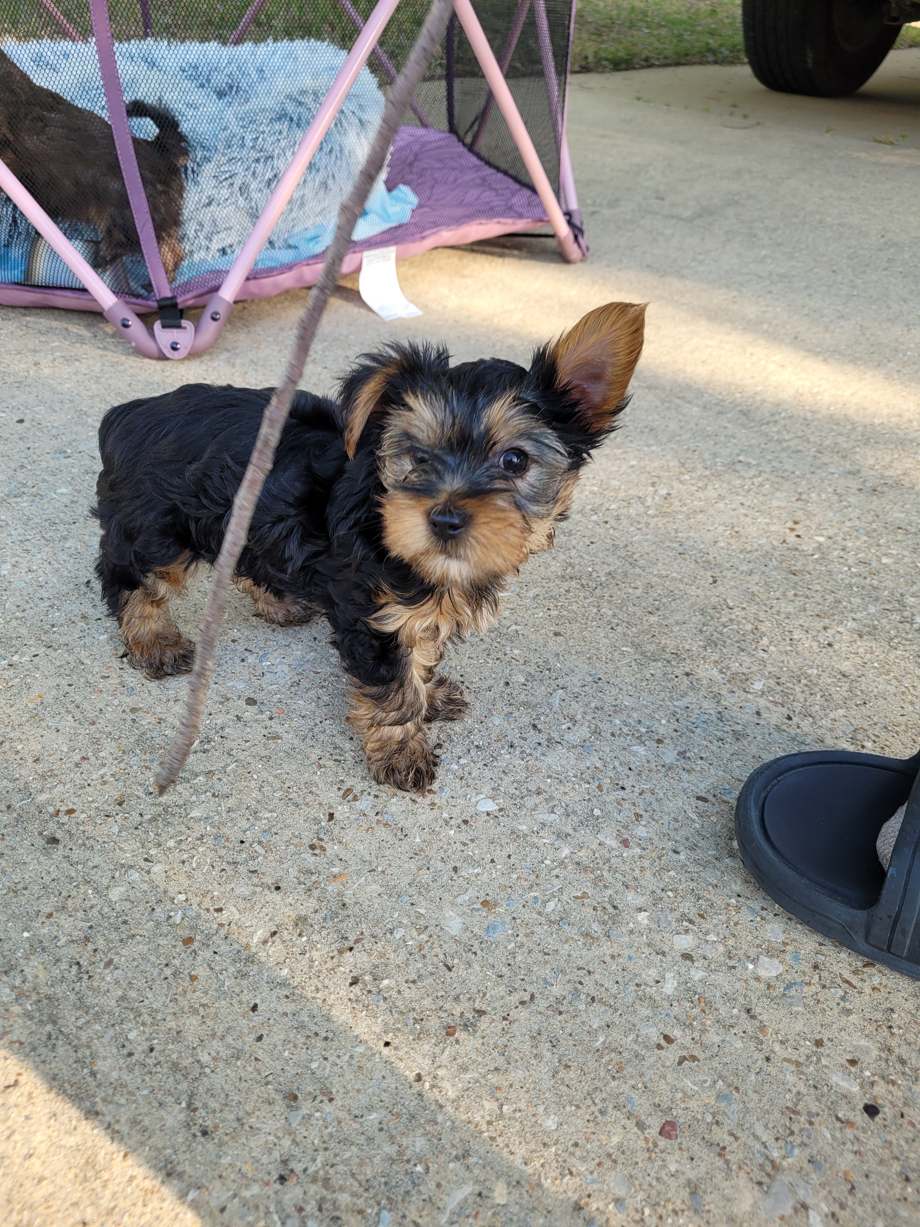 Yorkie pup (1 boy) shots included image 4