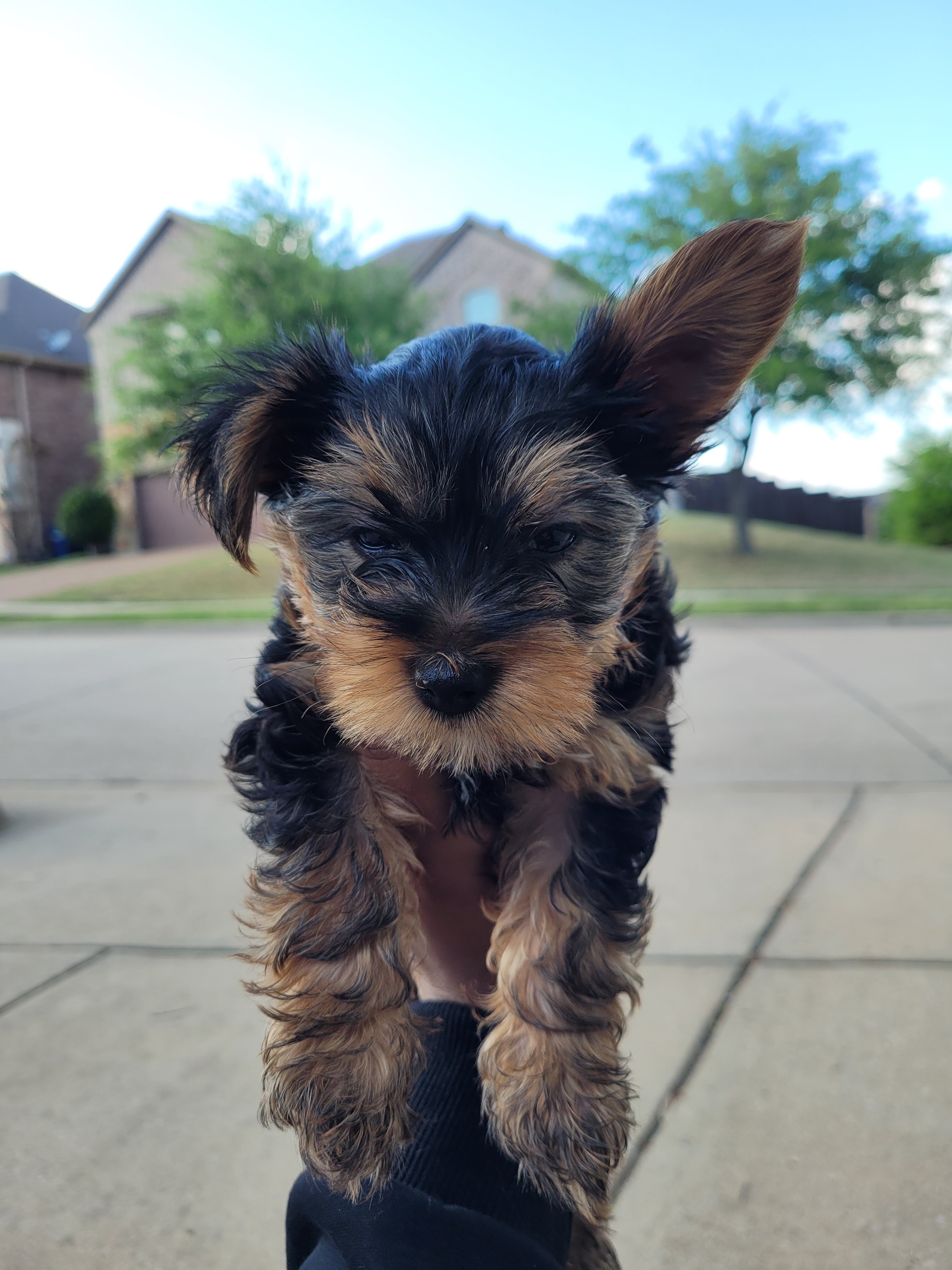 Yorkie pup (1 boy) shots included image 3