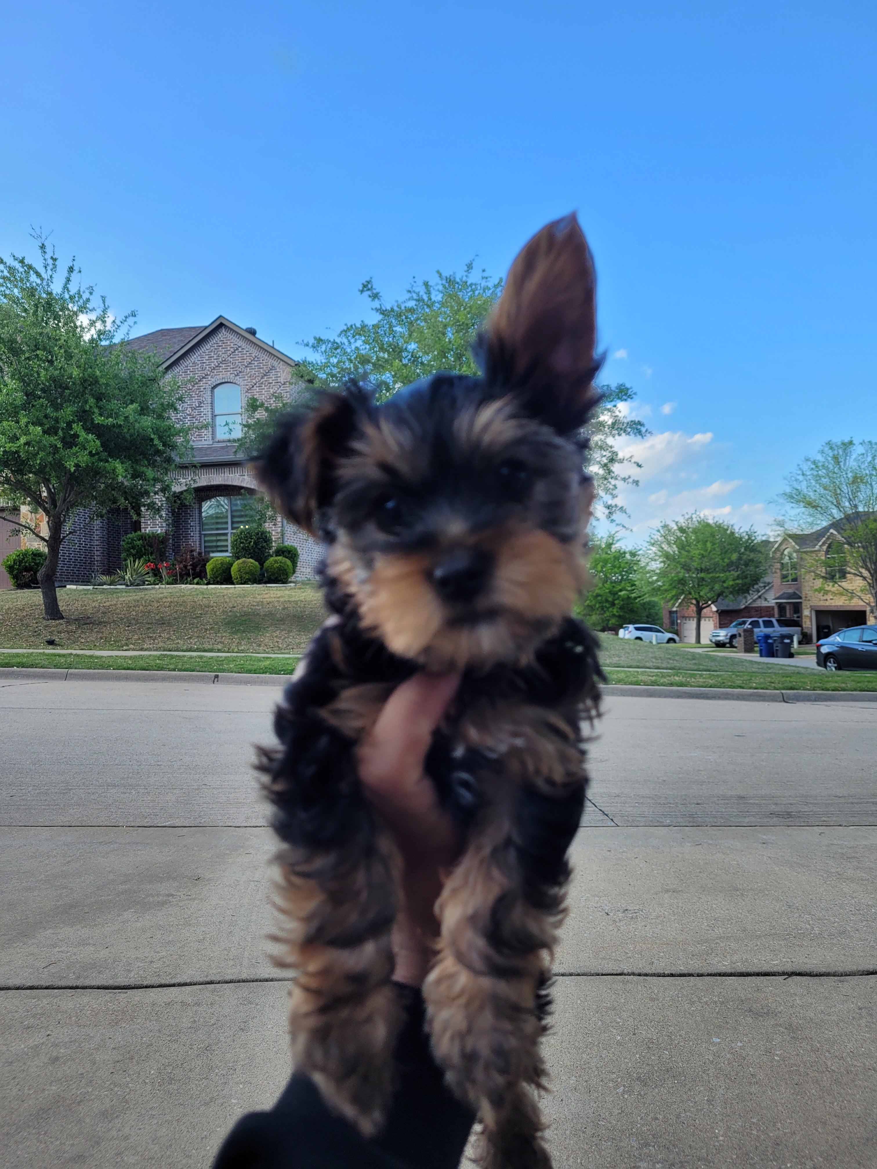 Yorkie pup (1 boy) shots included image 2