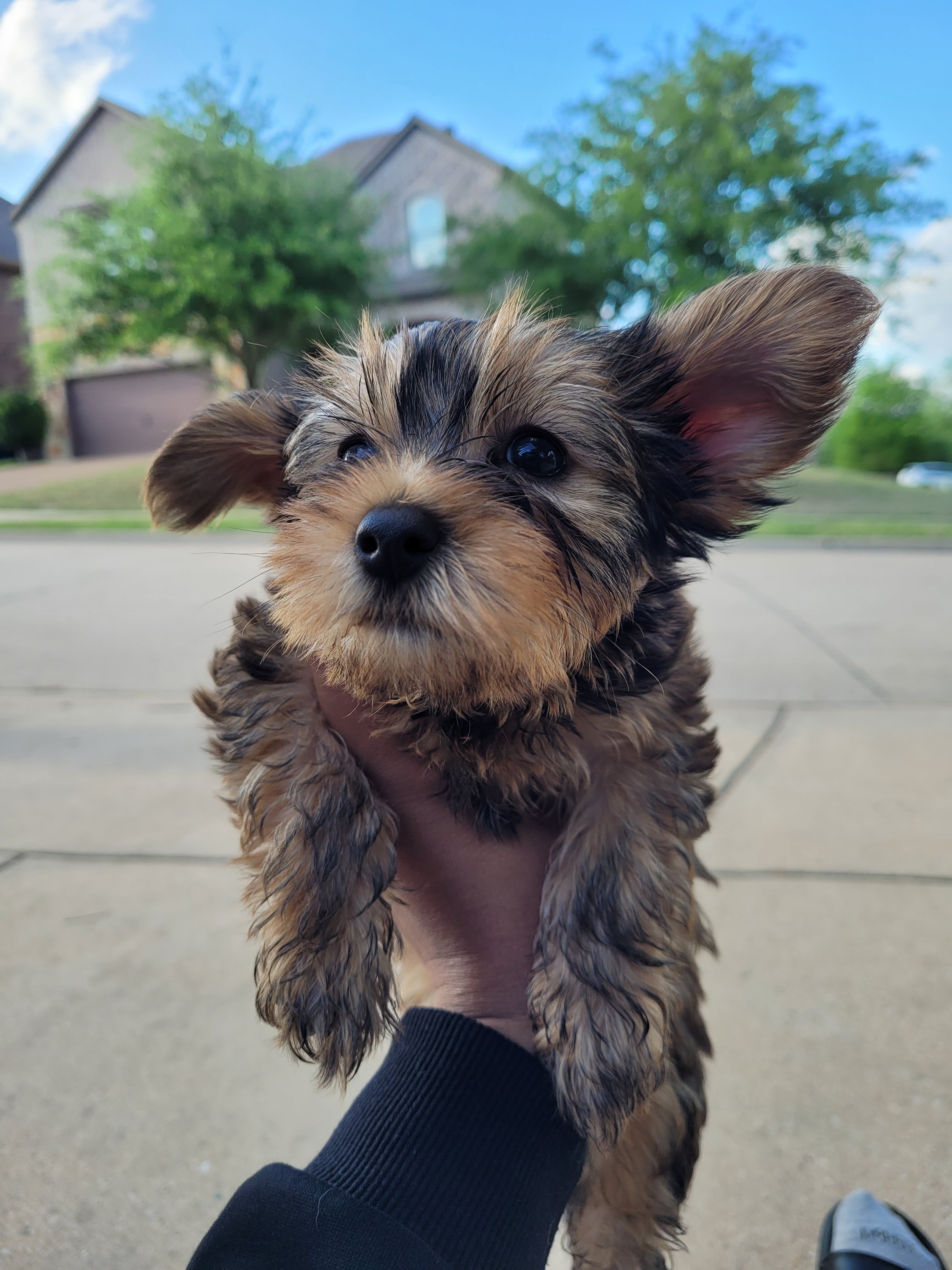 Yorkie pup (1 boy) shots included image 7