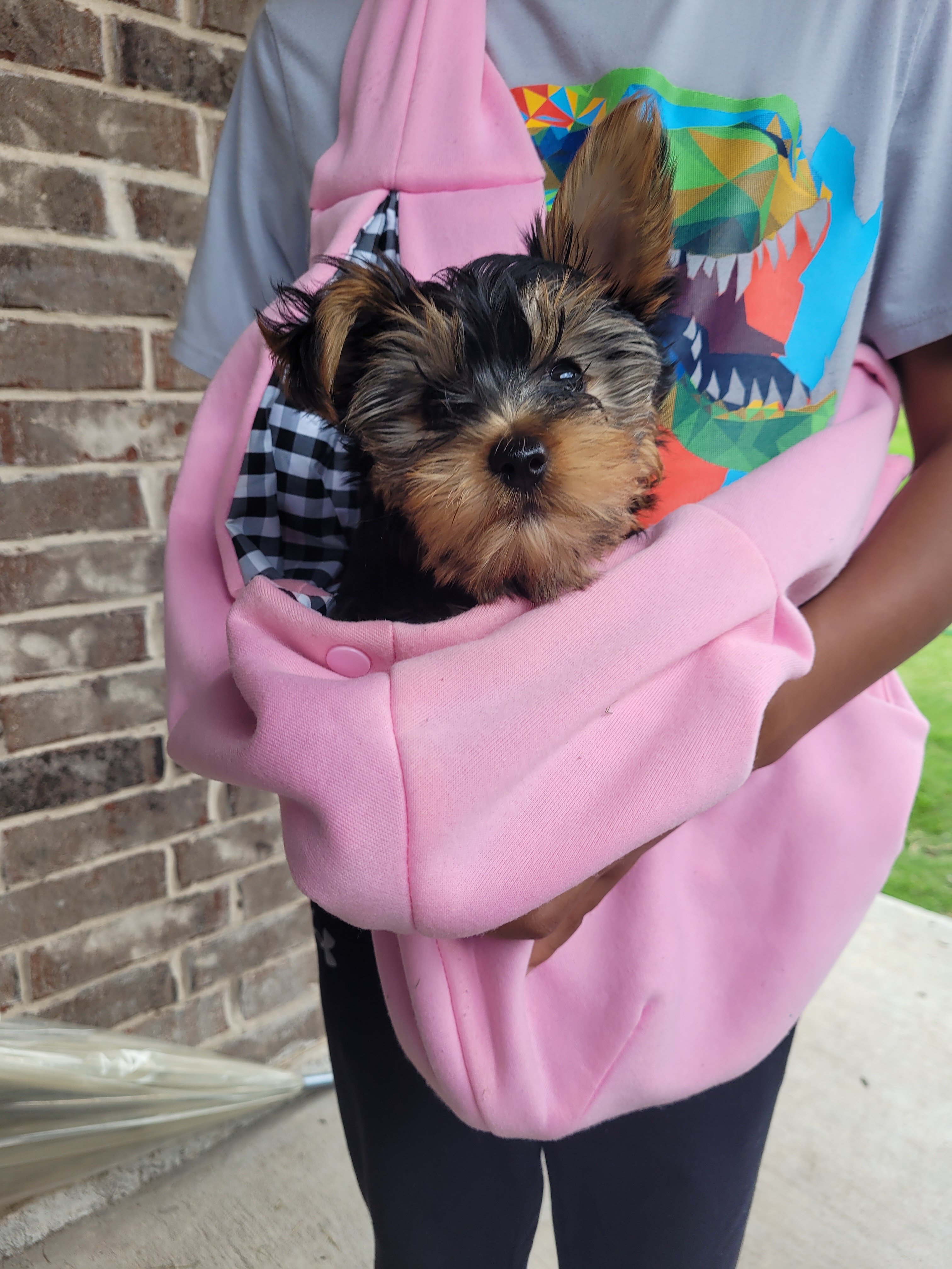Yorkie pup (1 boy) shots included image 1