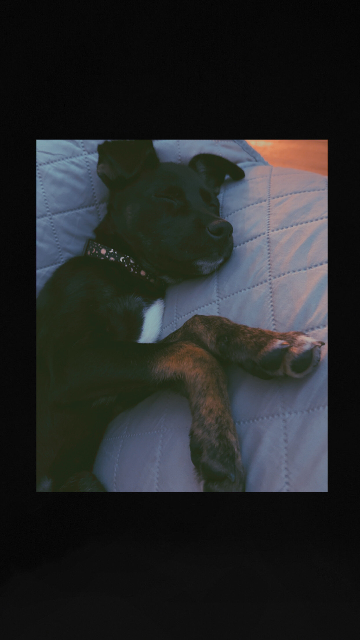 Terrier Mix Puppy image 2