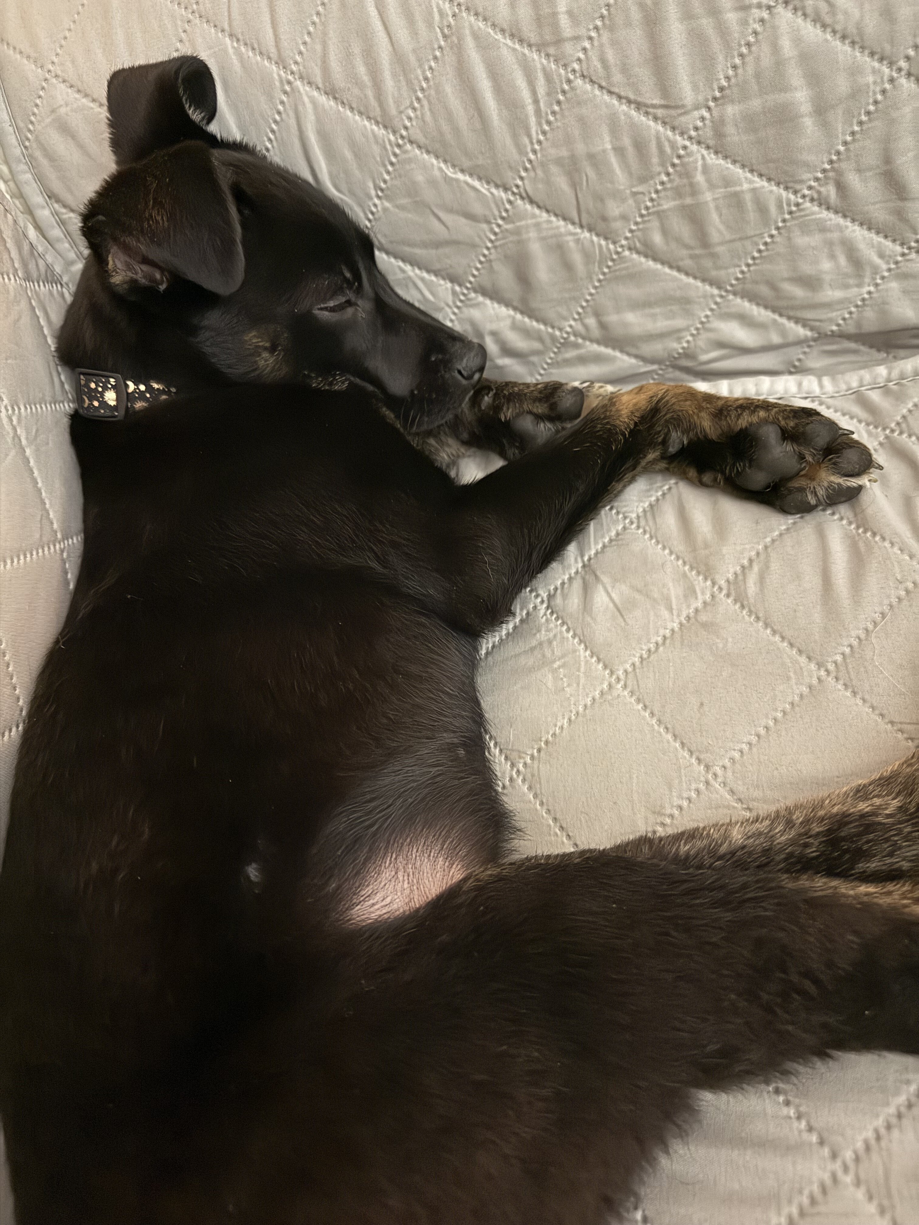 Terrier Mix Puppy image 3