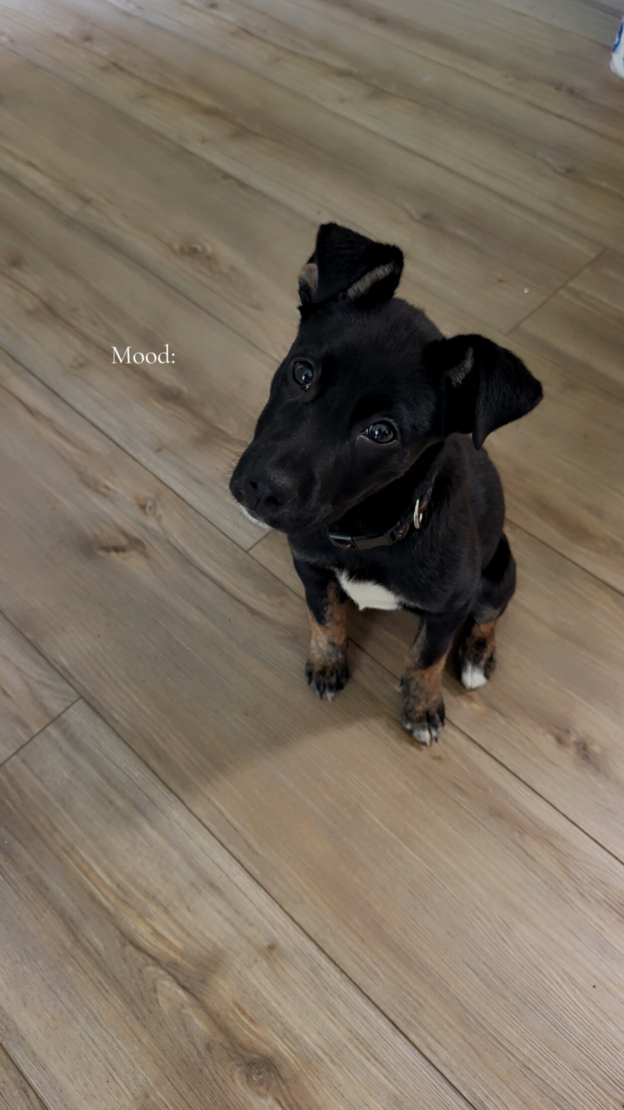 Terrier Mix Puppy image 1