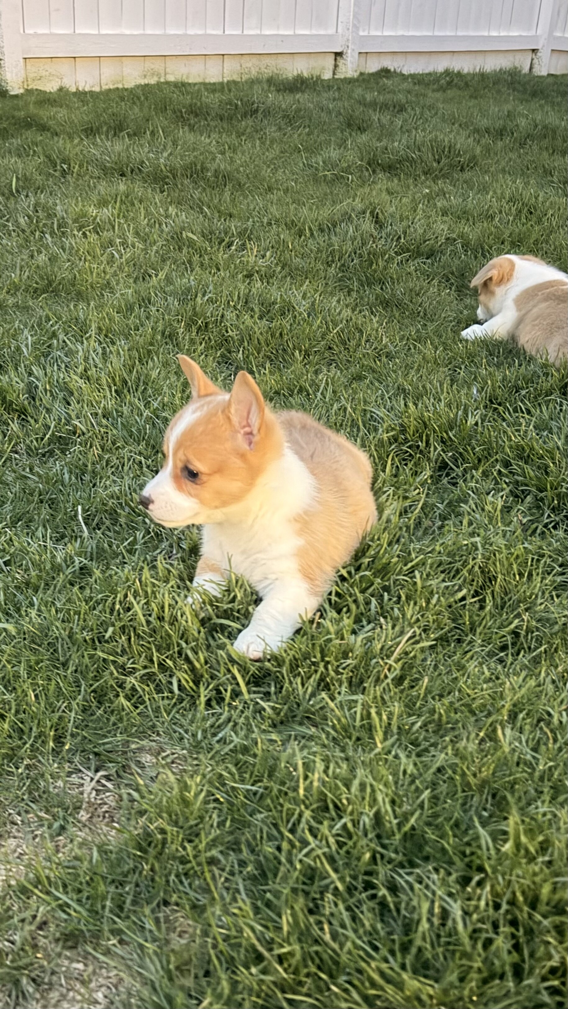 Corgi image 4