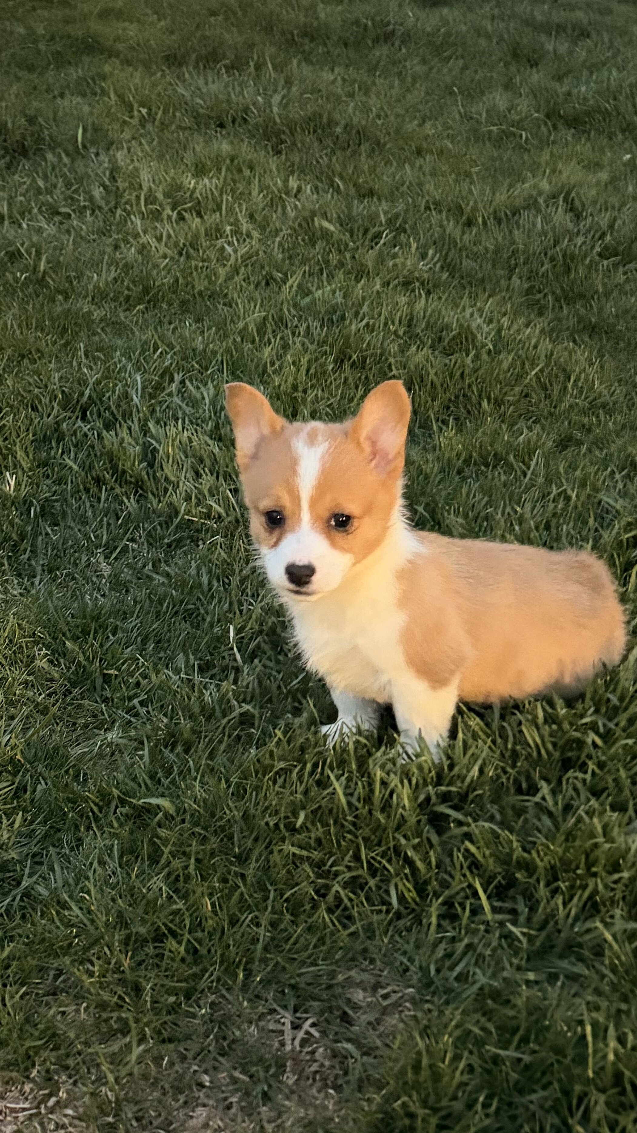 Corgi image 3