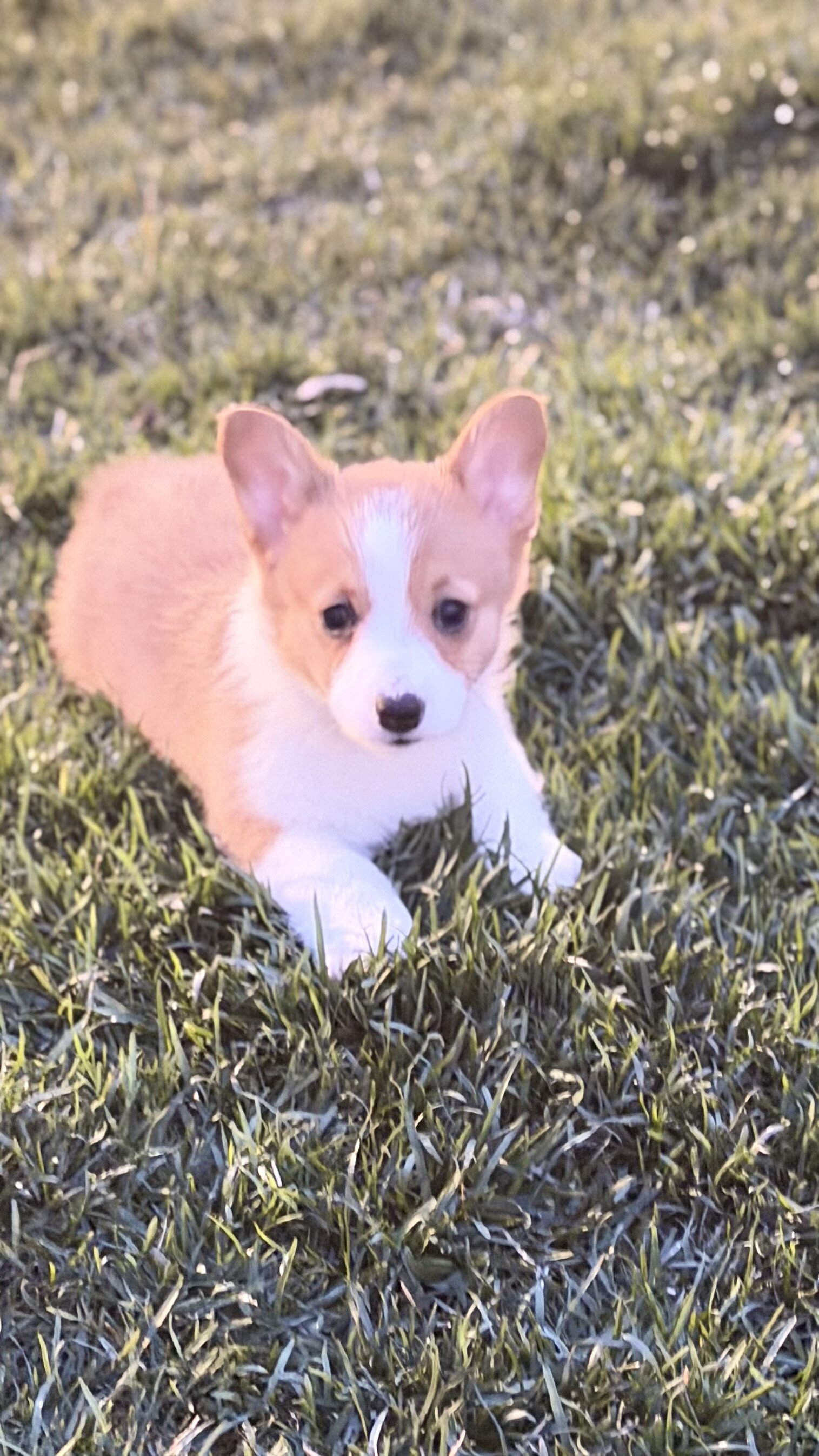 Corgi image 2