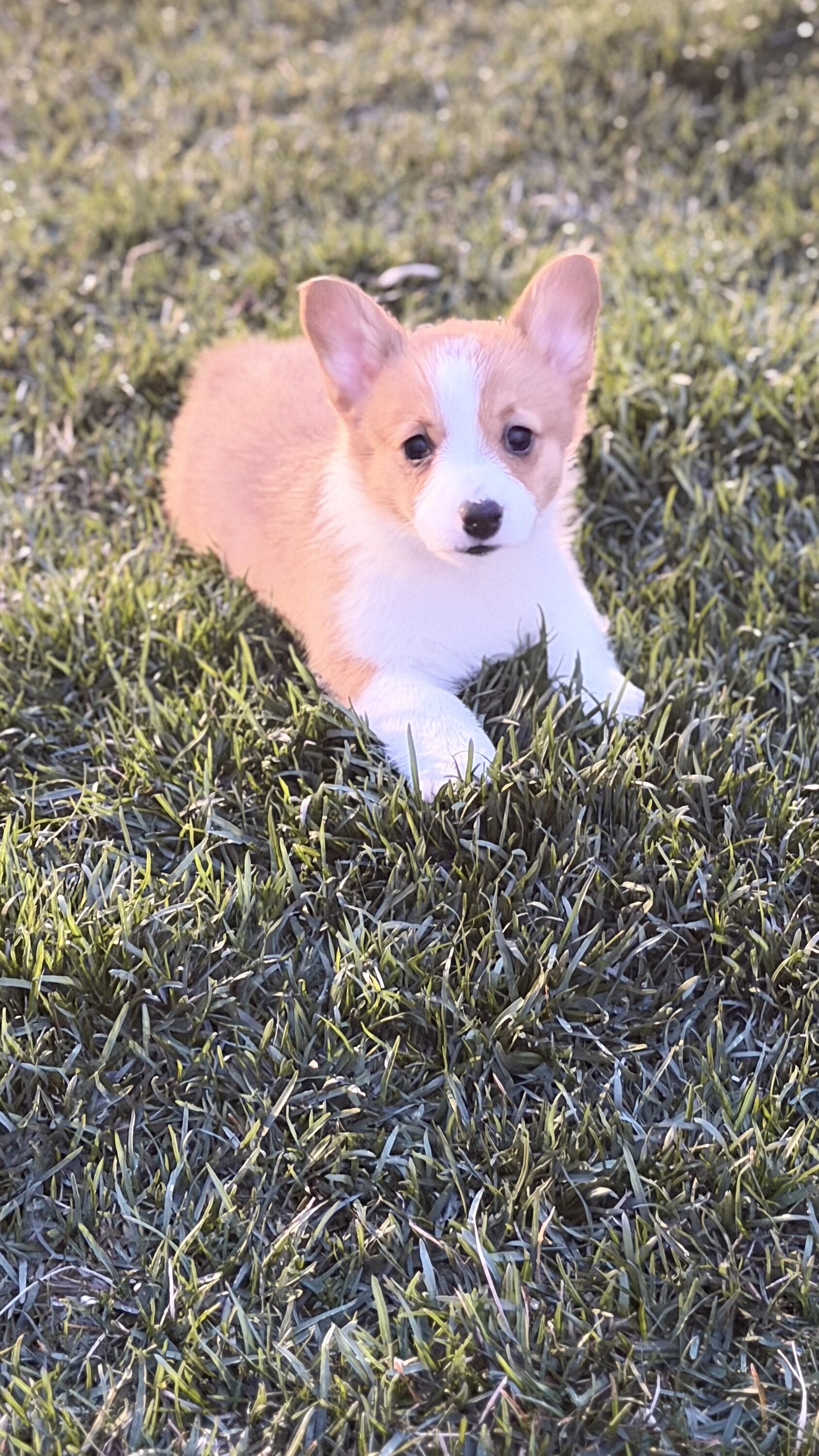 Corgi image 1
