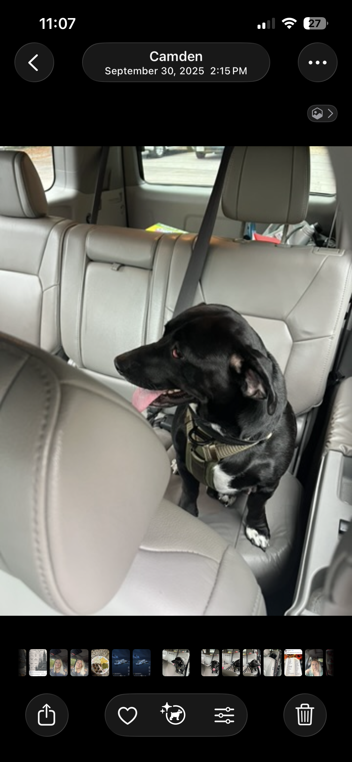 Lab/terrier mix 2 yr old dog image 1