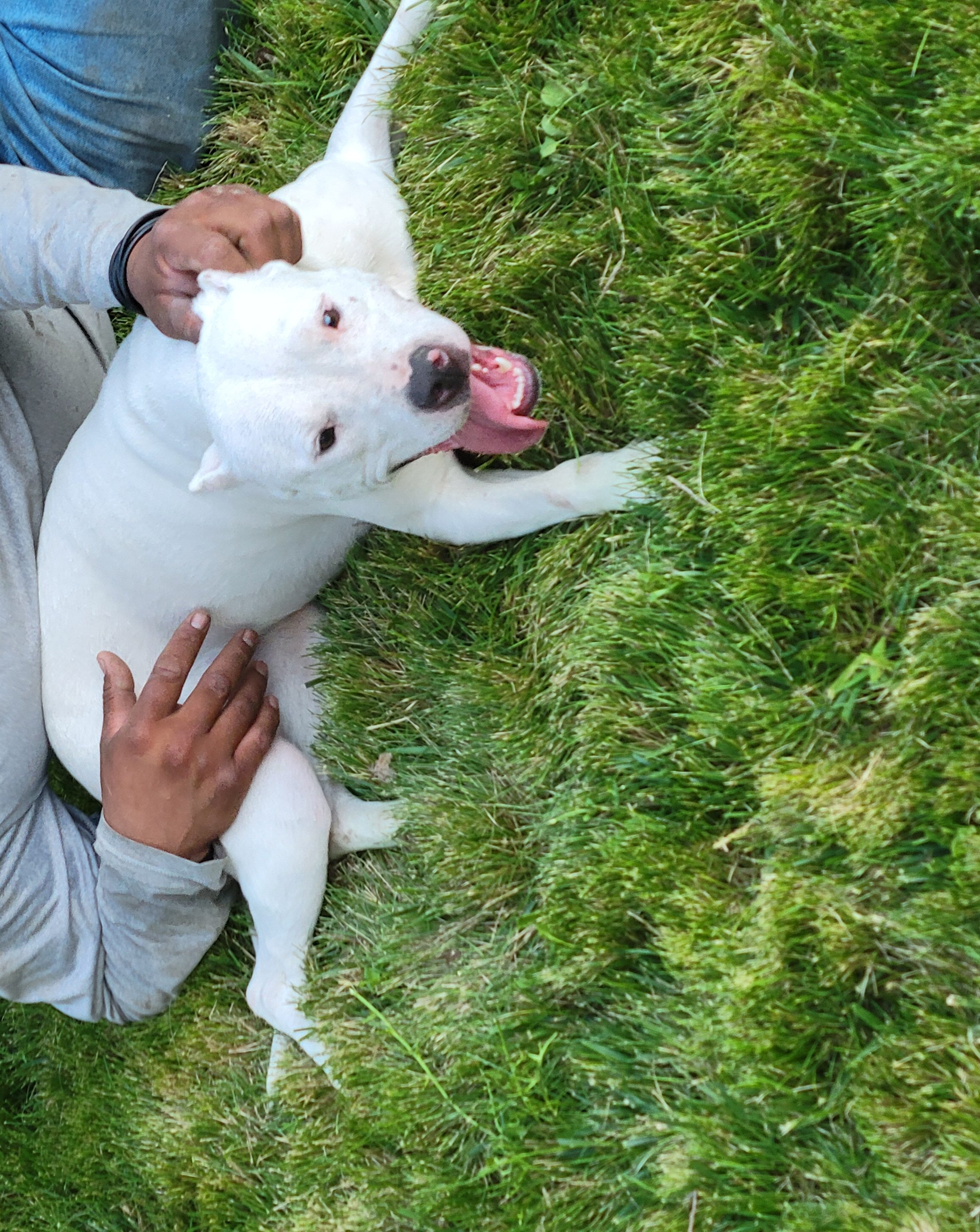 American bully mix image 1