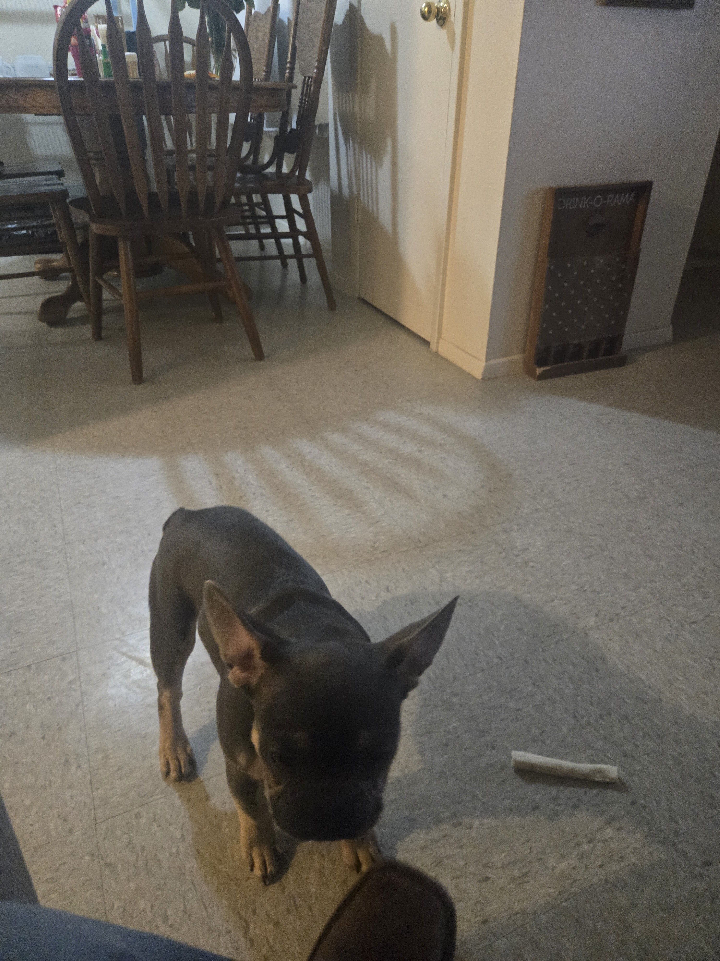 French bulldog pup image 3