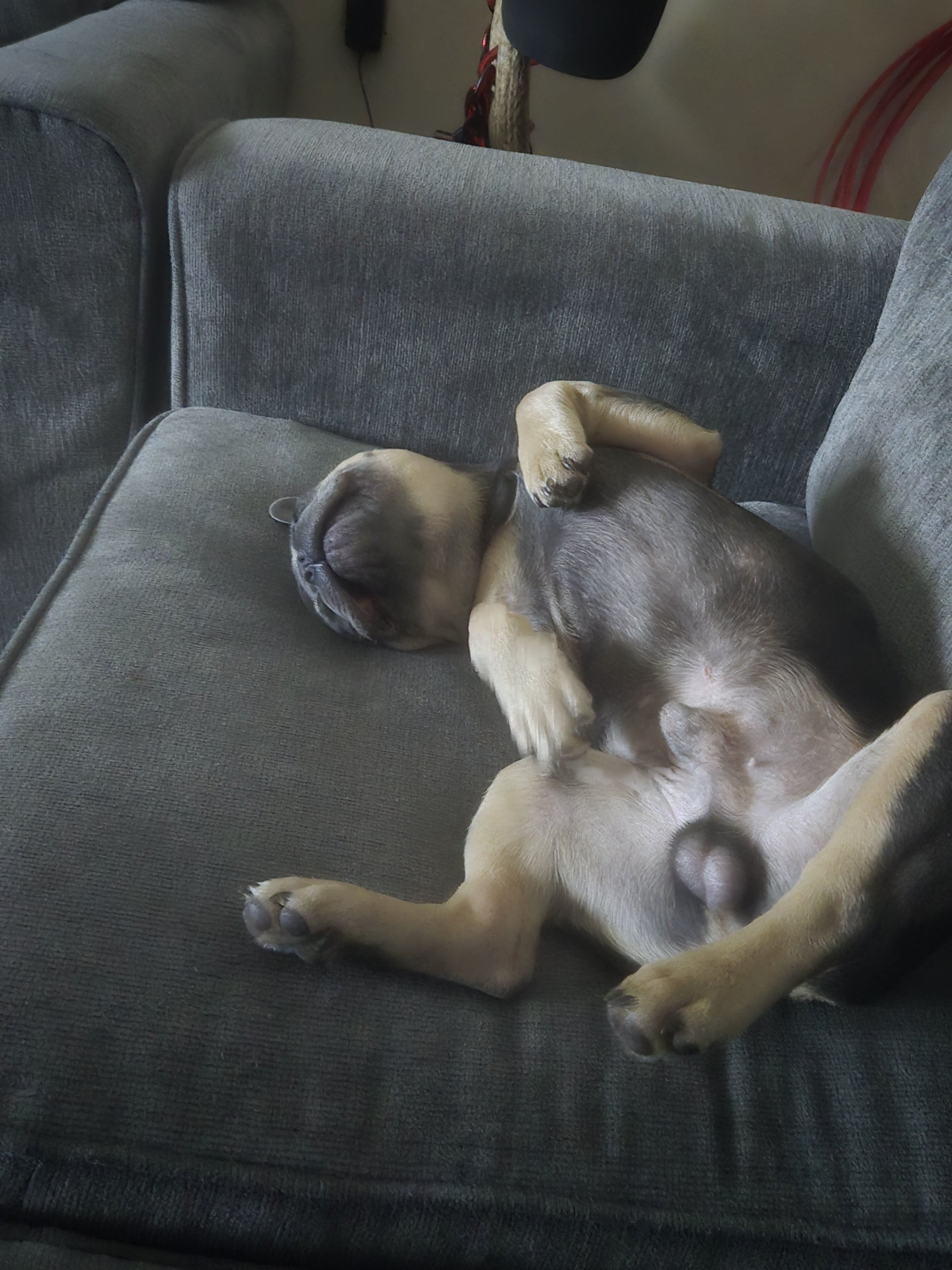 French bulldog pup image 2