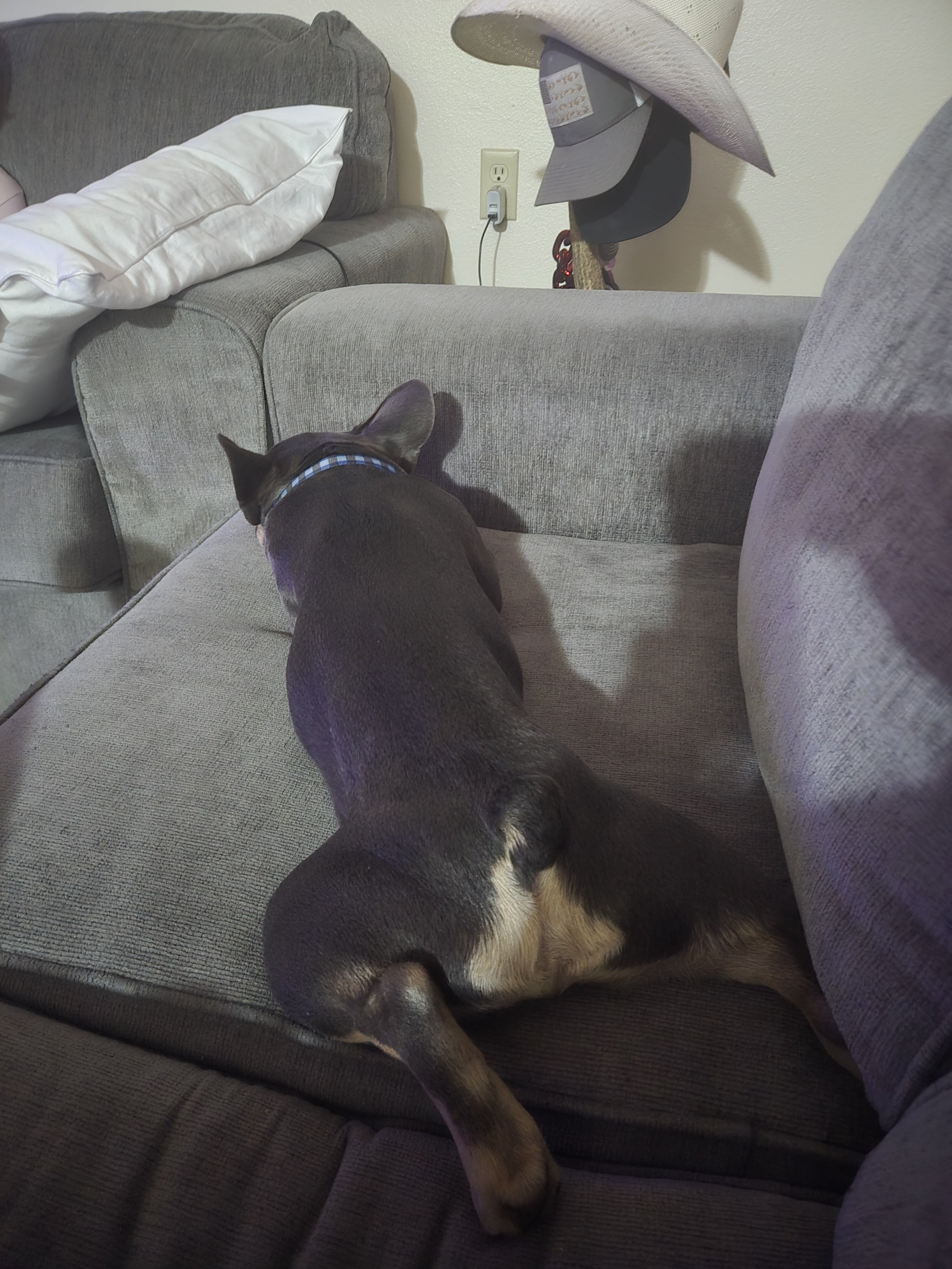 French bulldog pup image 4