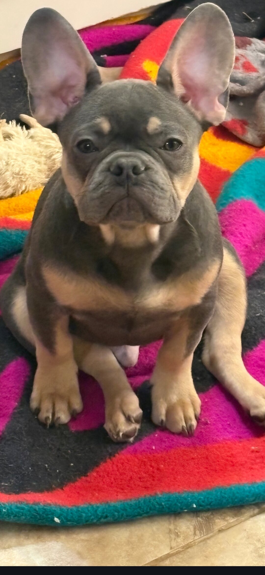 French bulldog pup image 1