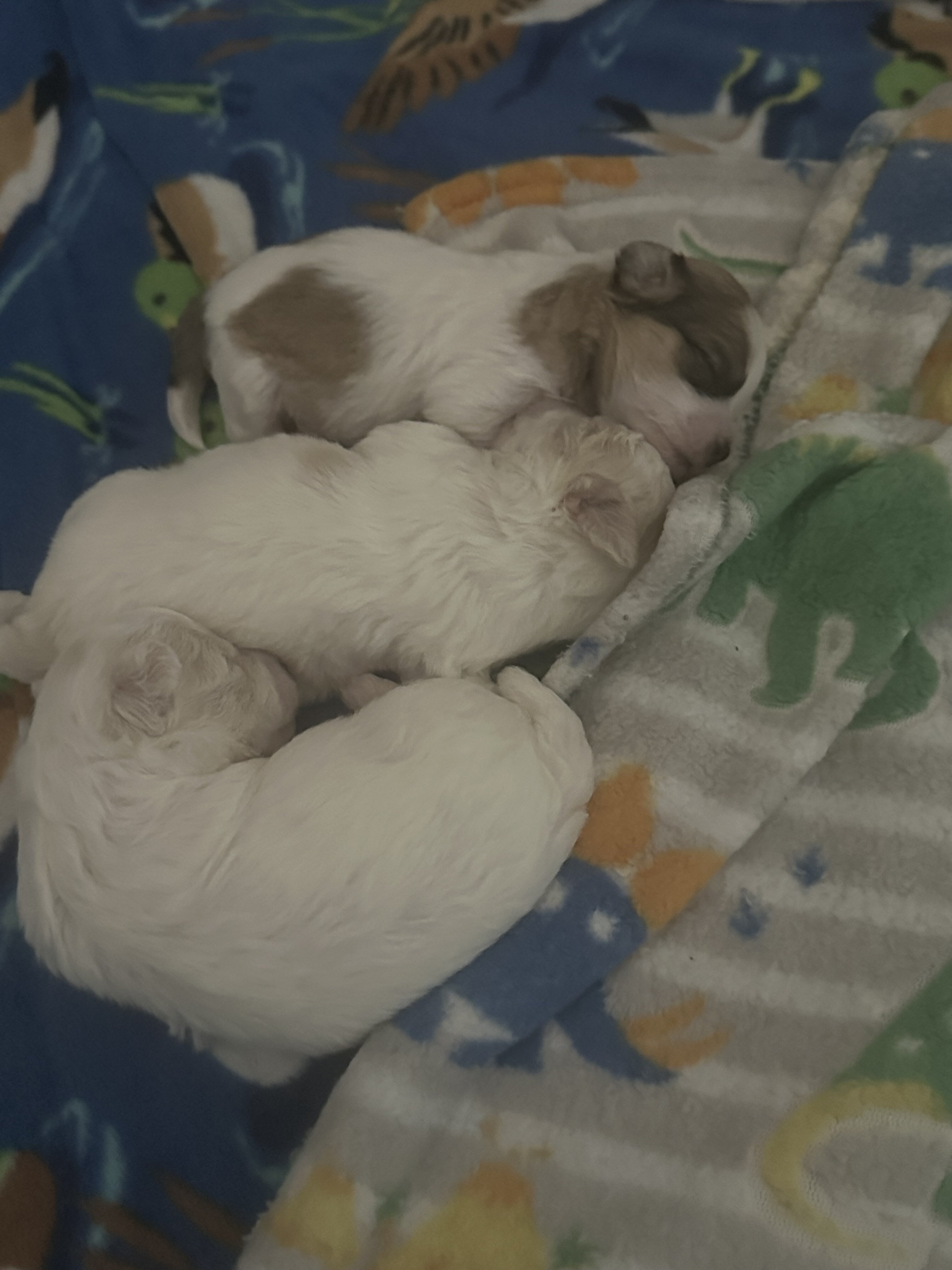 Bicon/Chihuahua puppies image 1