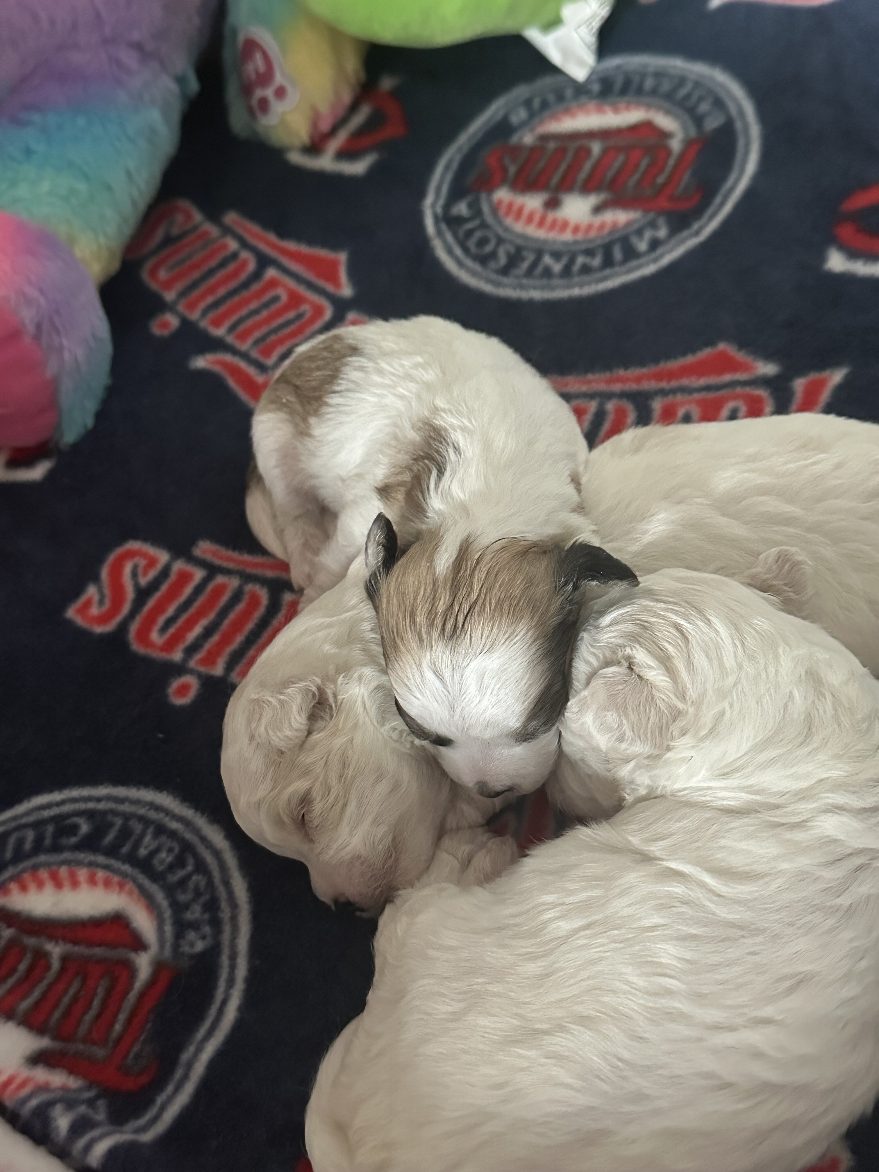 Bicon/Chihuahua puppies image 2