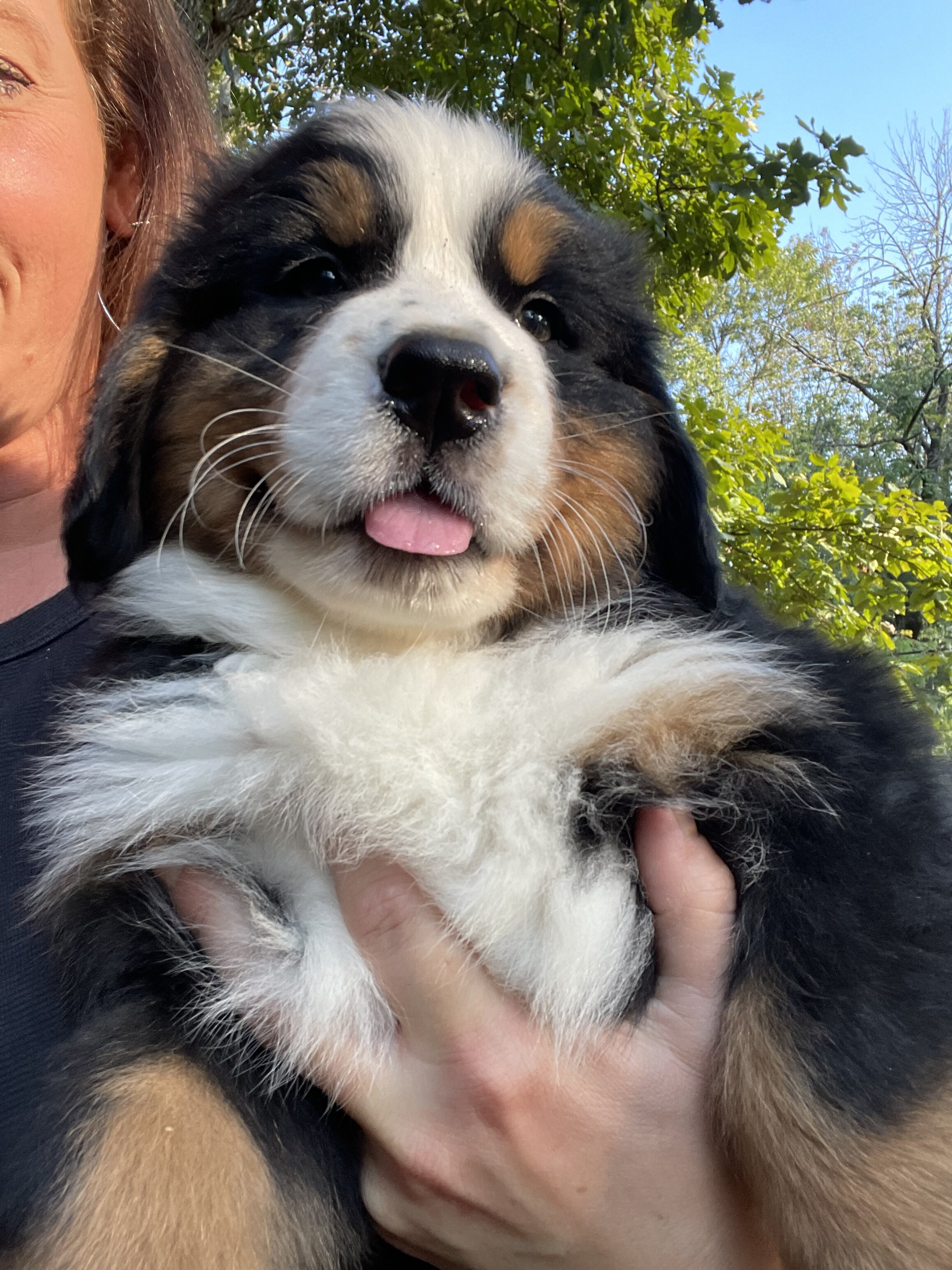 AKC Bernese Import Puppies! image 9