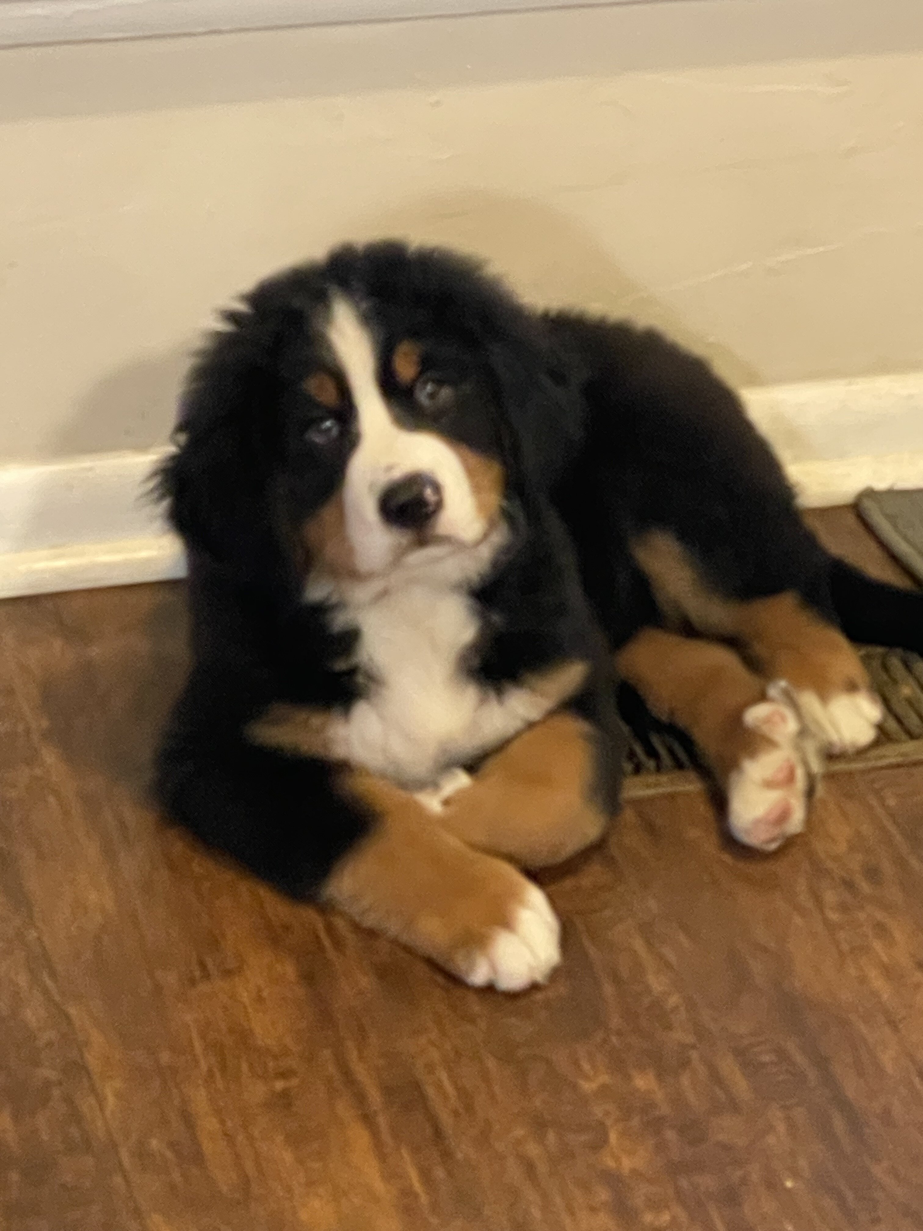 AKC Bernese Import Puppies! image 1