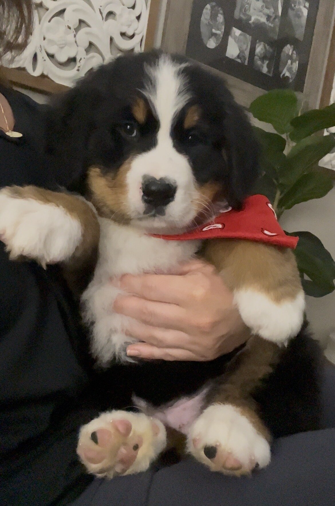 AKC Bernese Import Puppies! image 5