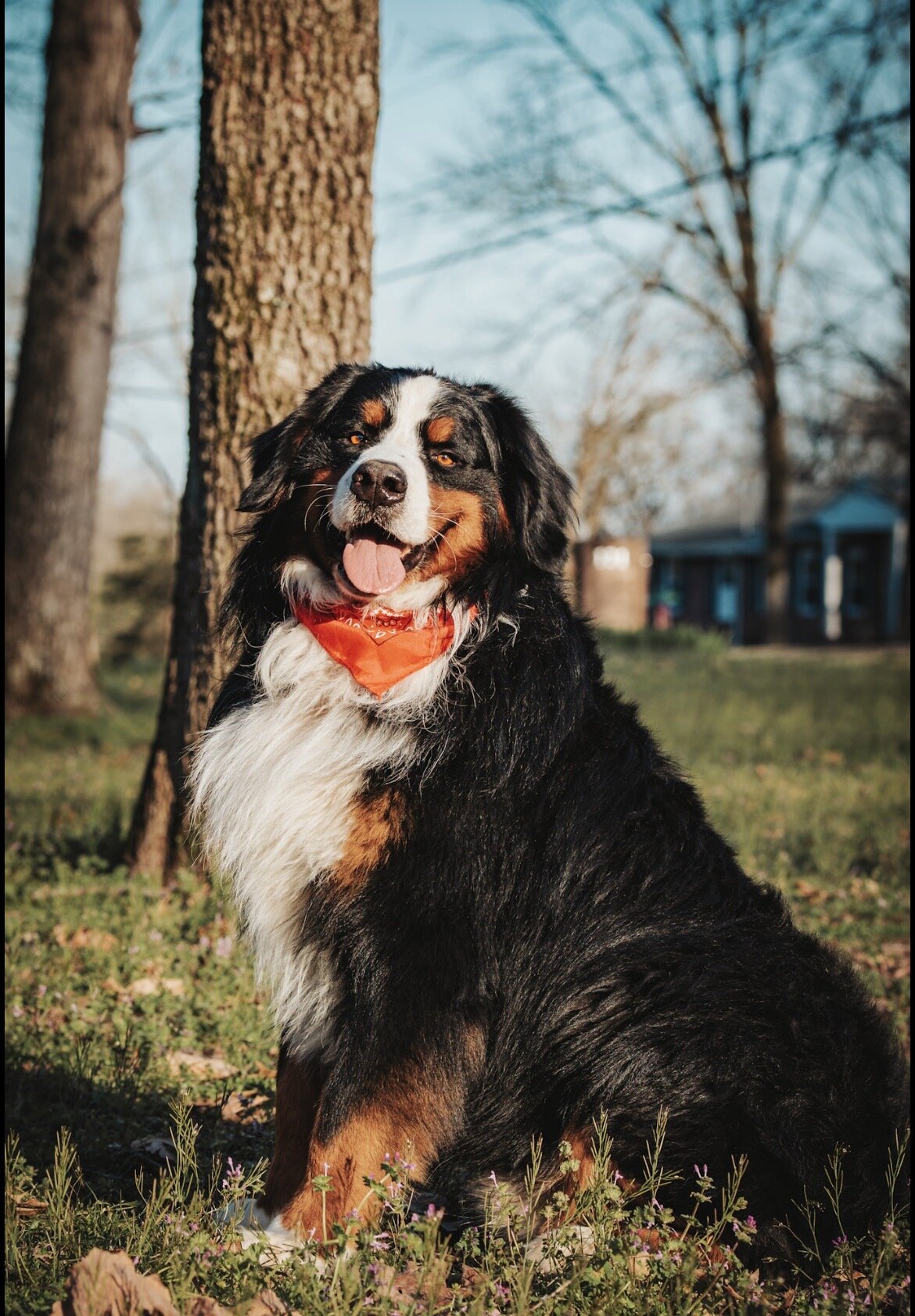 AKC Bernese Import Puppies! image 3