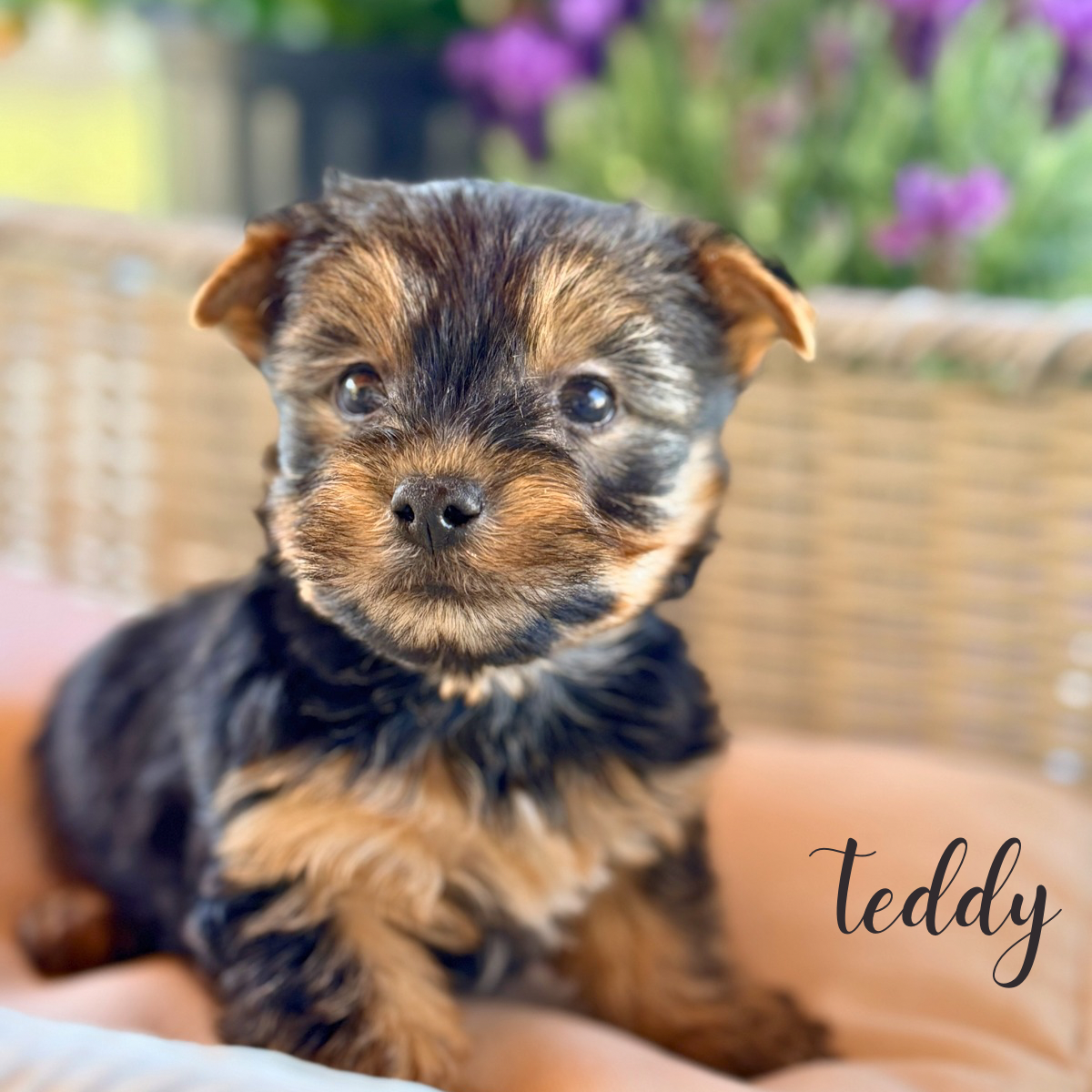 Yorkie puppies image 1