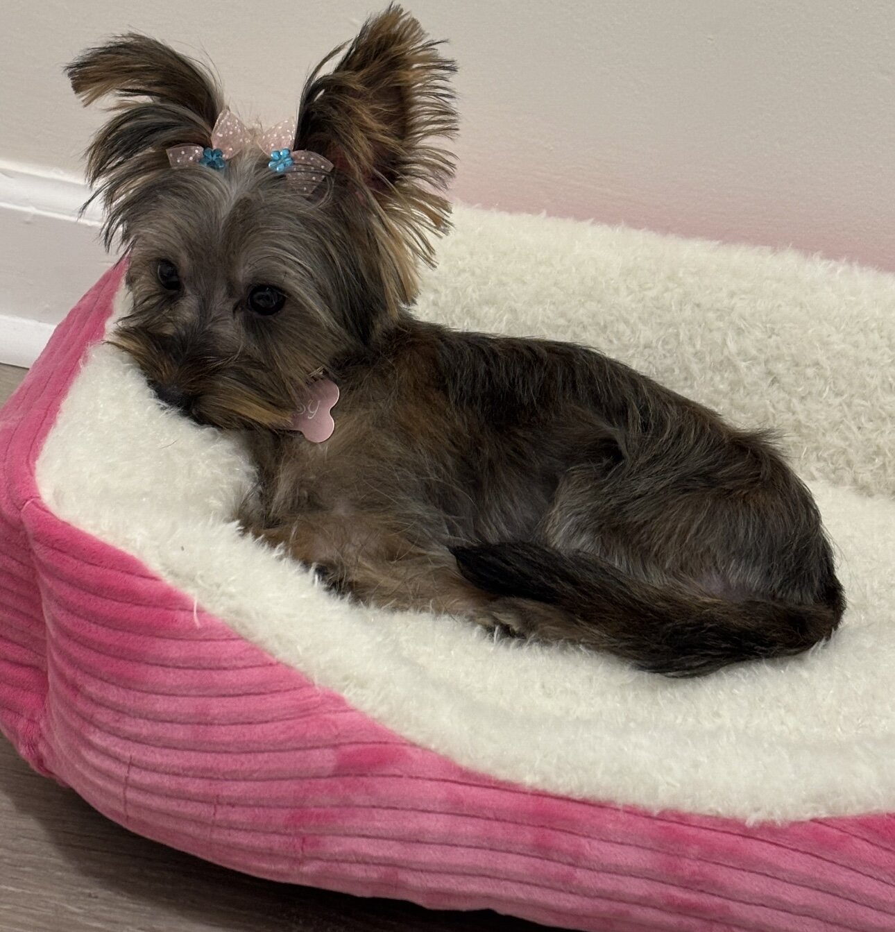 Teacup yorkie female image 1