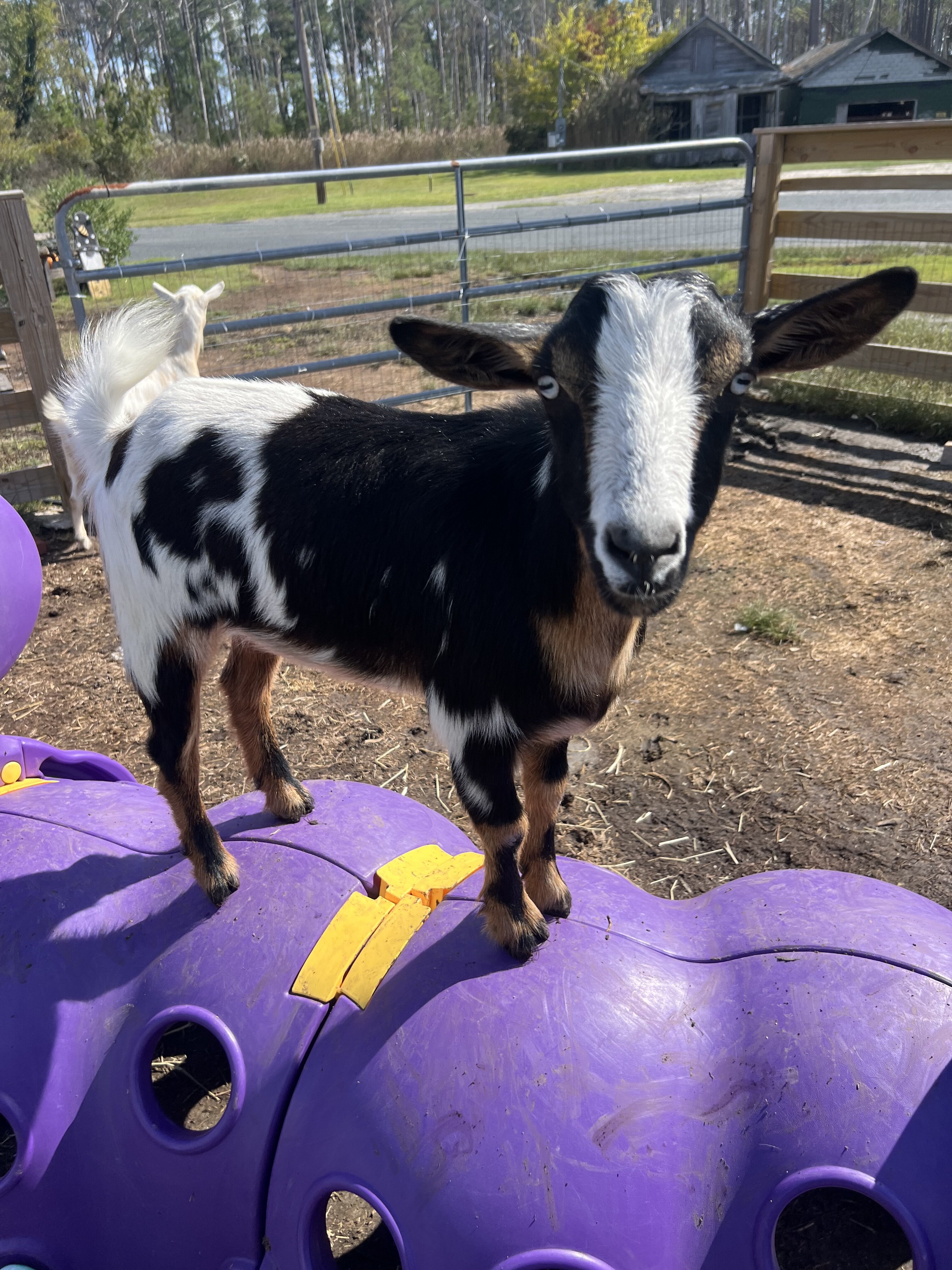 Goats image 2