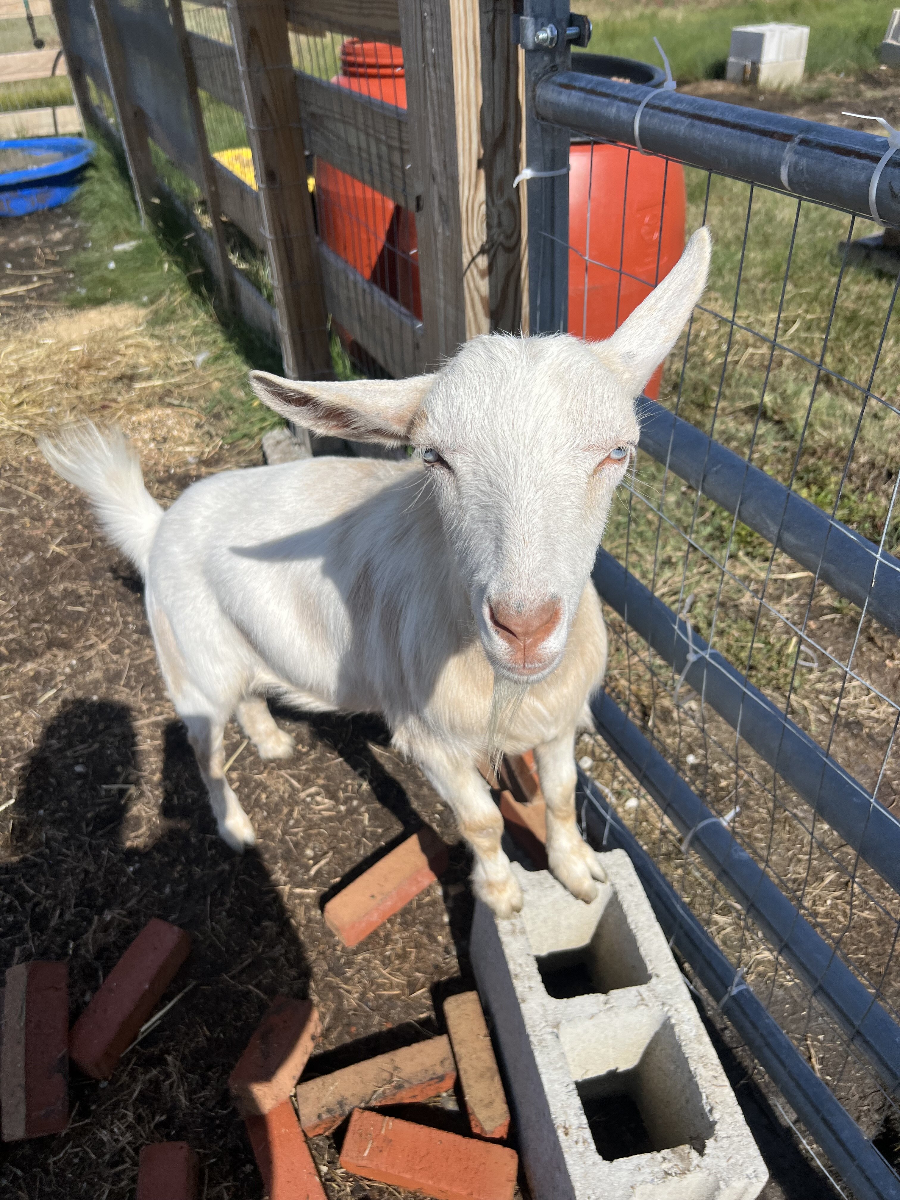 Goats image 3
