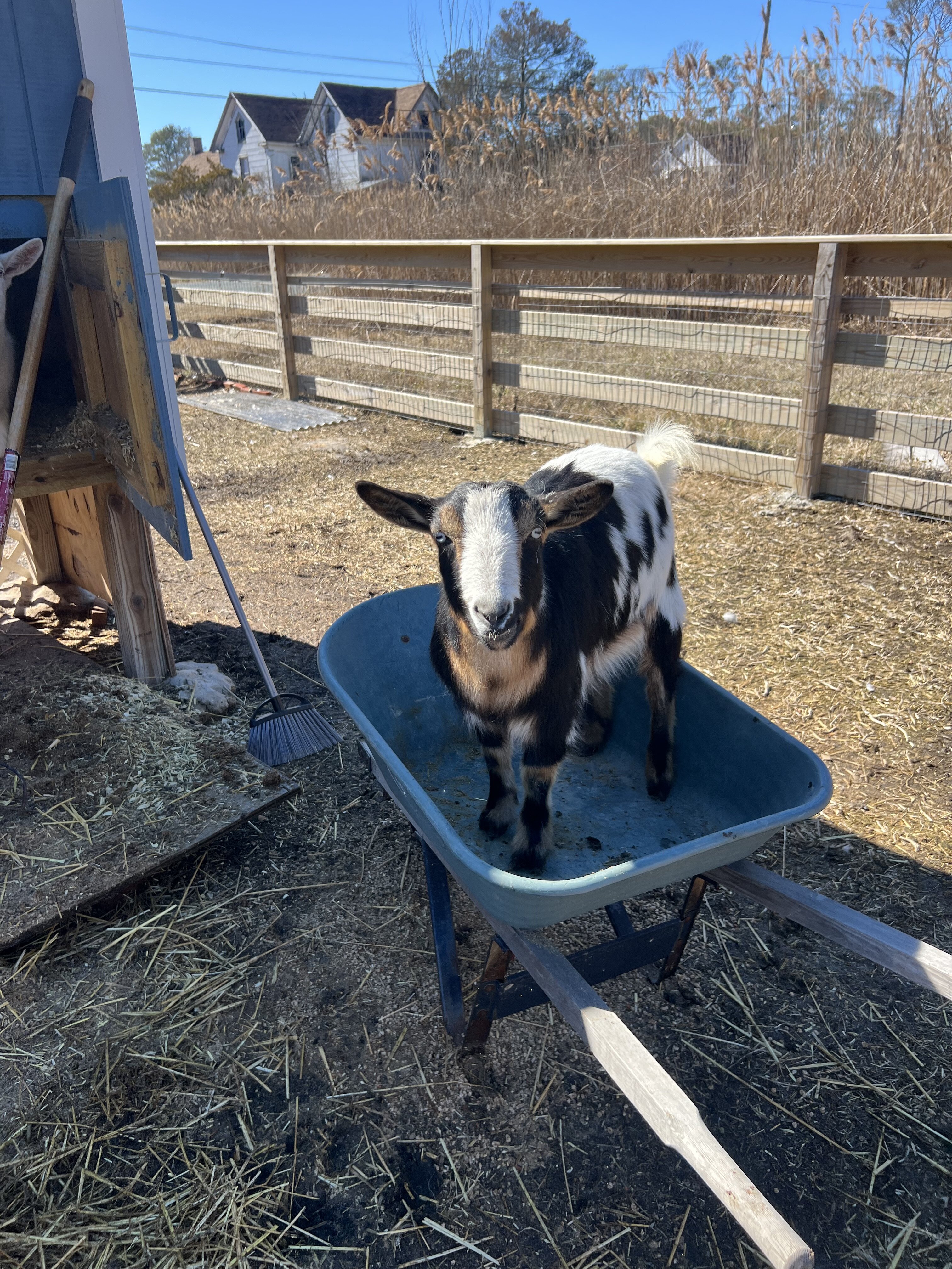 Goats image 1