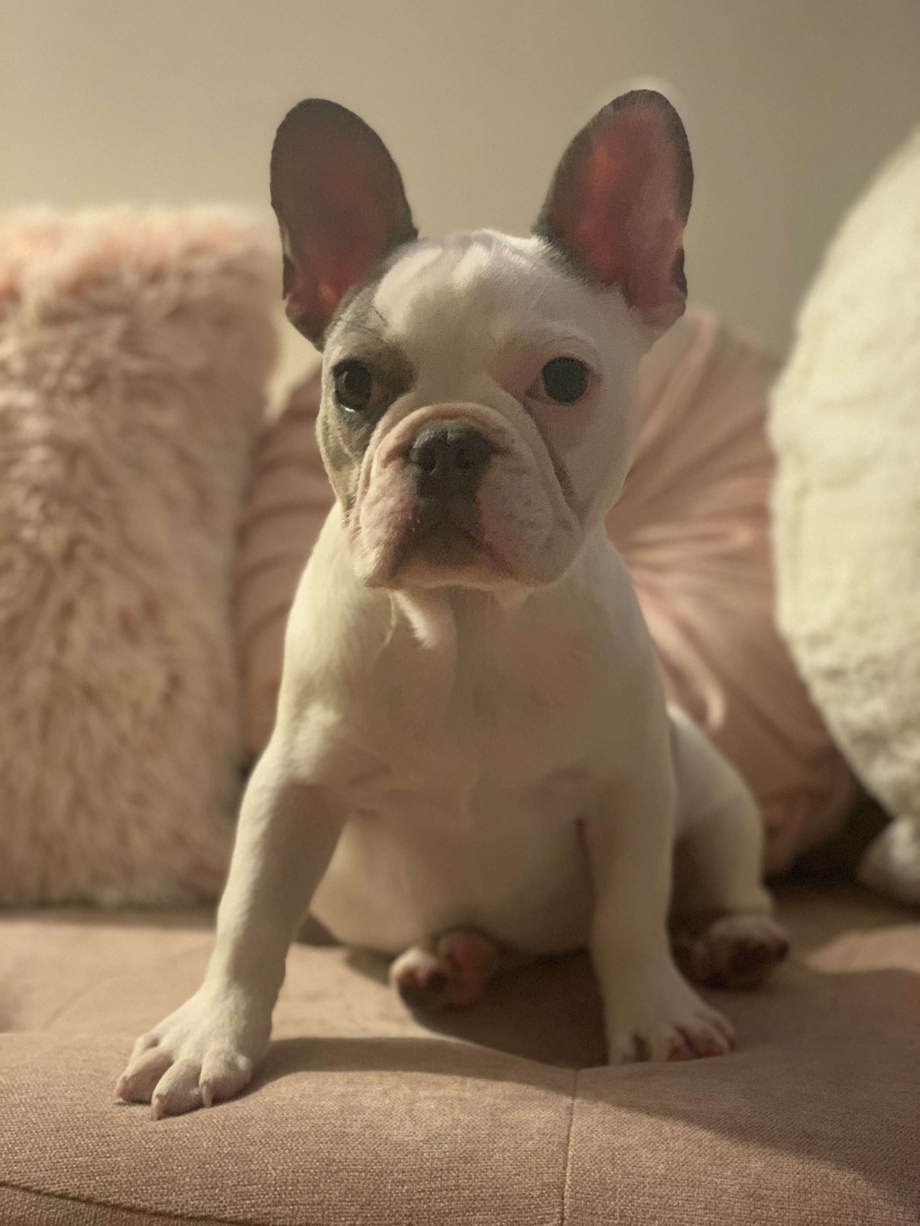 Dog image 1