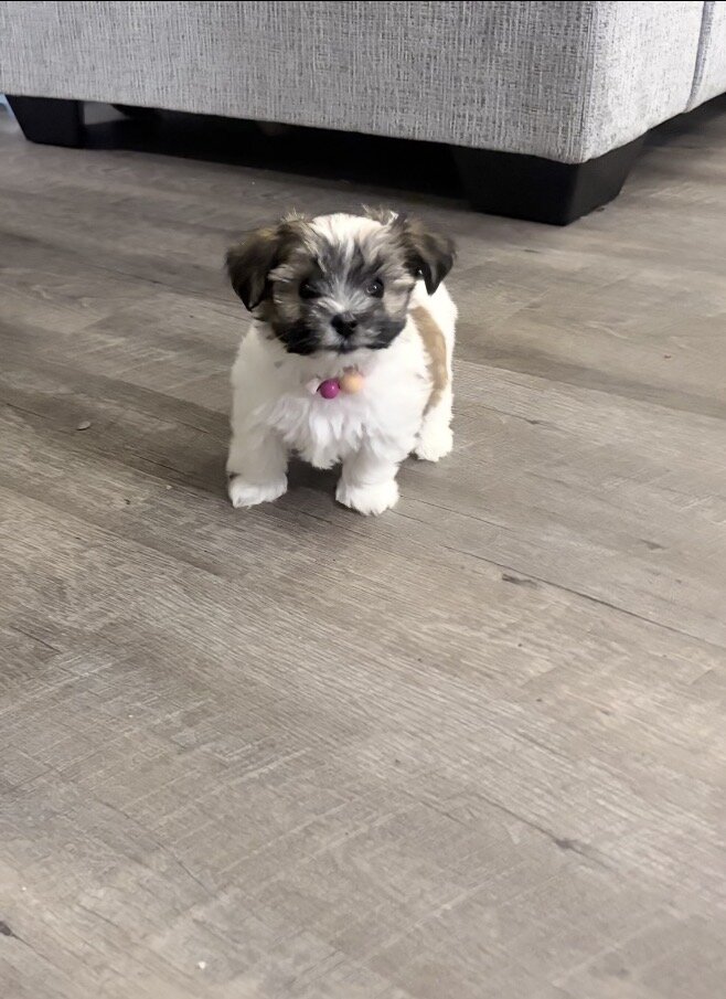 Puppy image 1