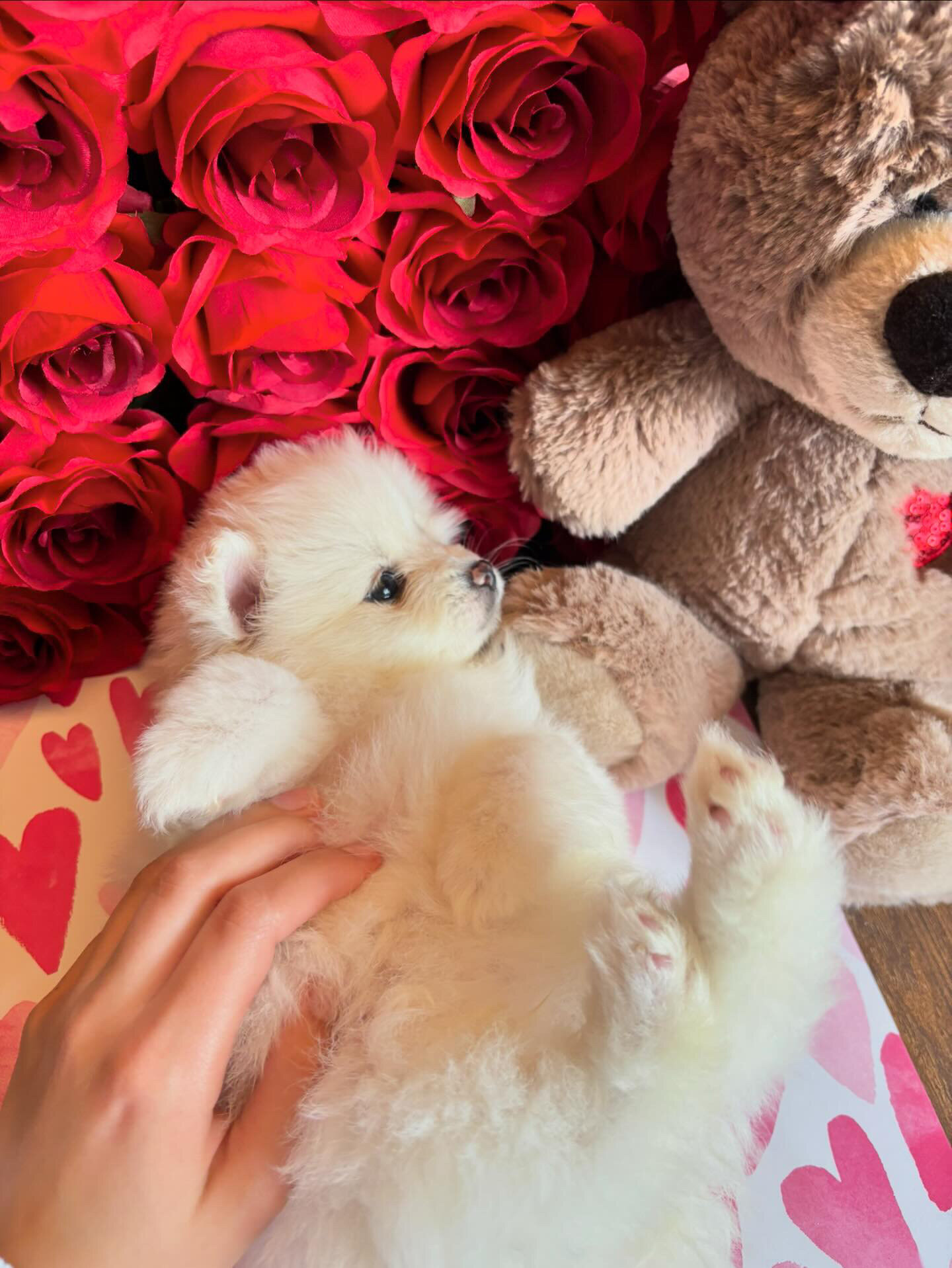 Pomeranians image 3