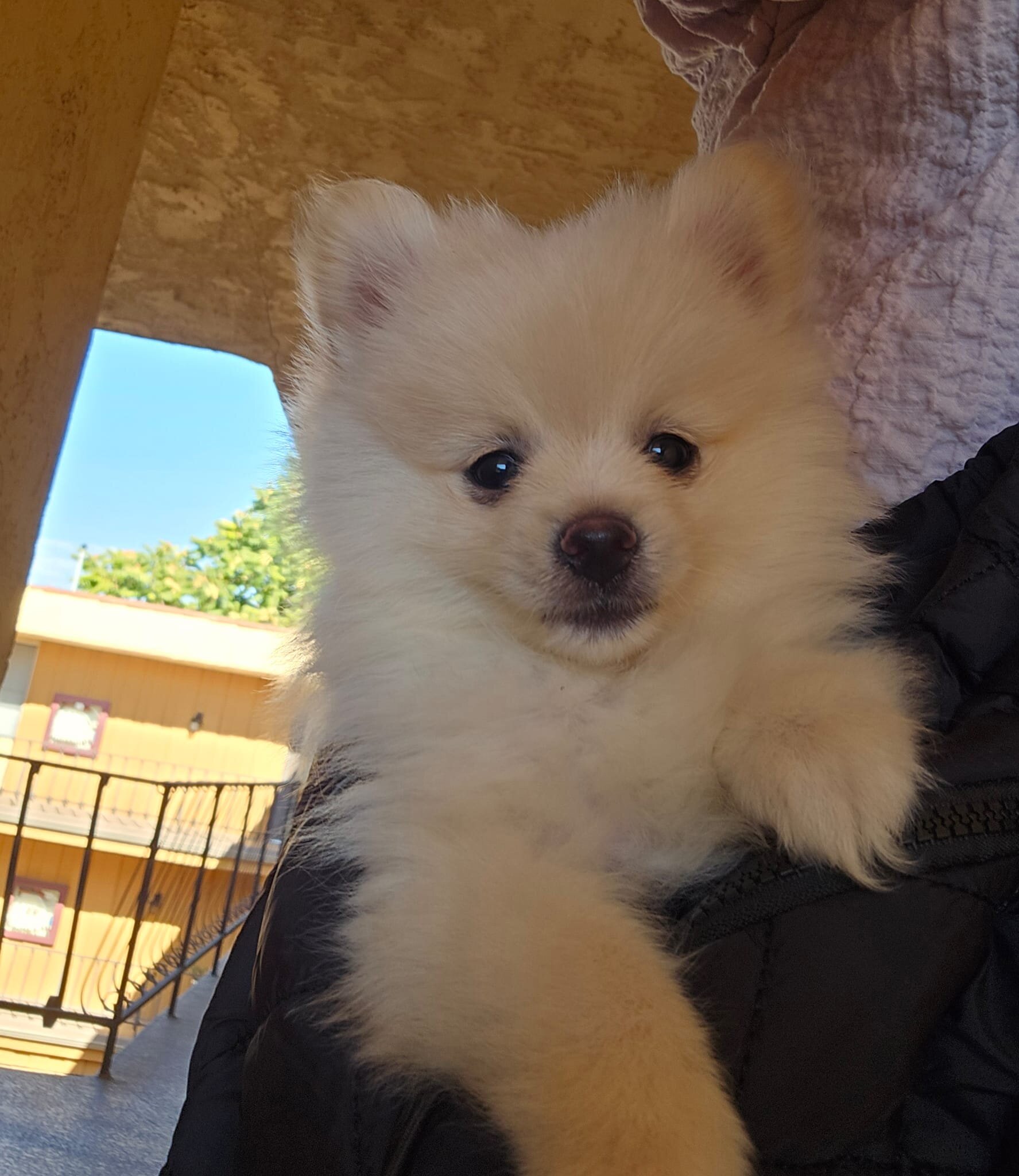 Pomeranians image 5
