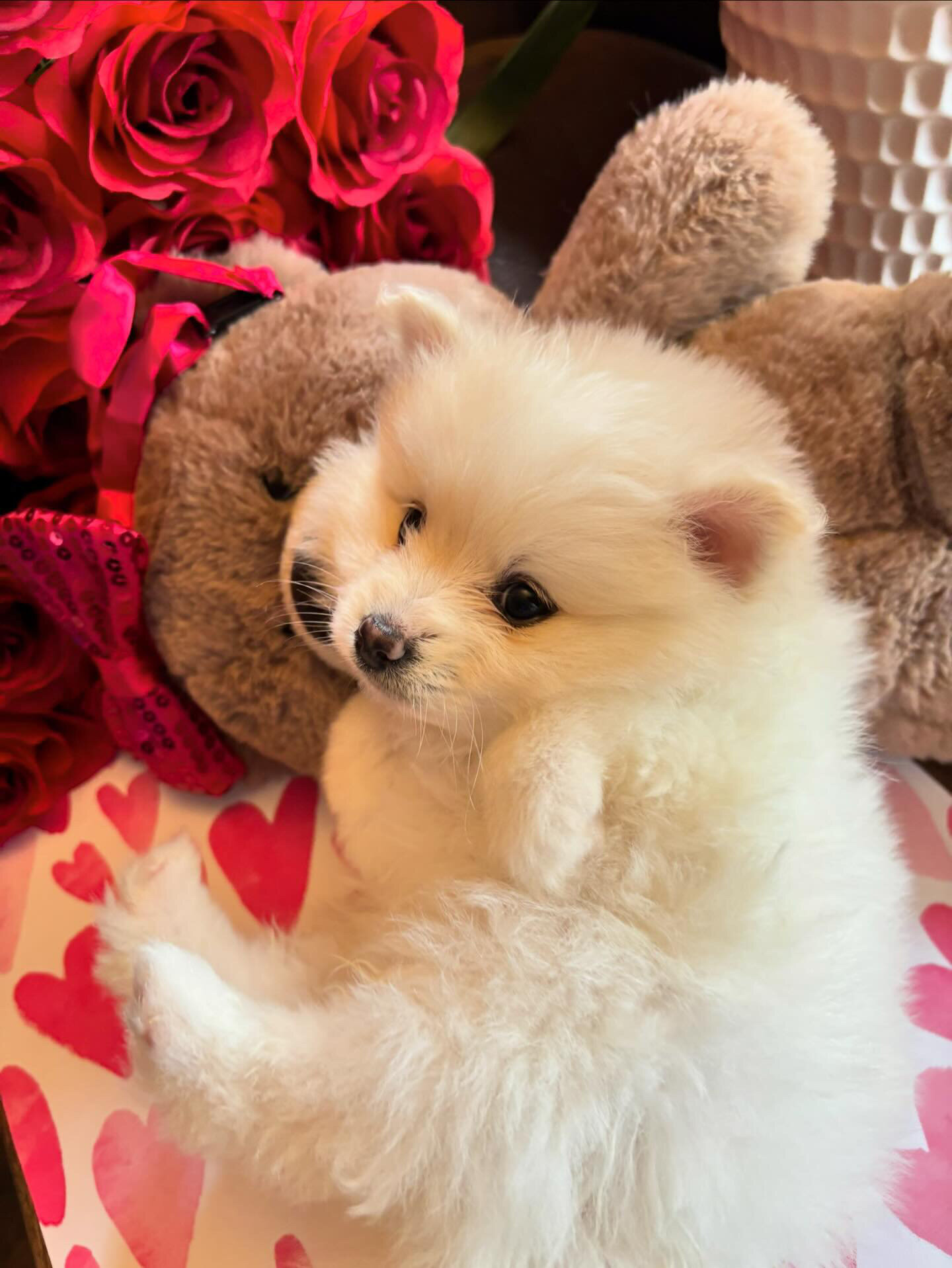 Pomeranians image 4