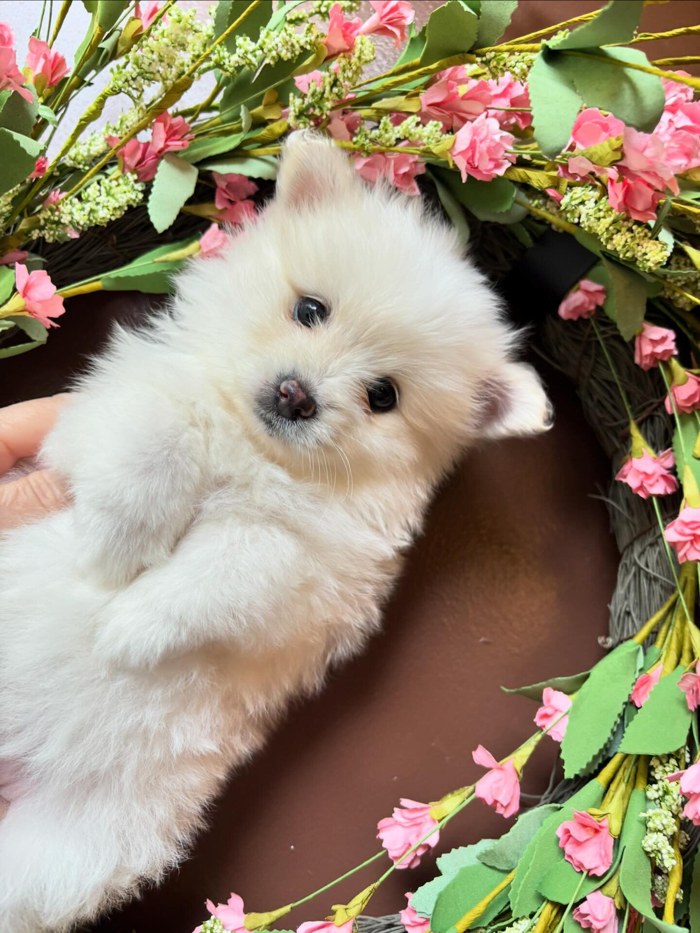 Pomeranians image 2