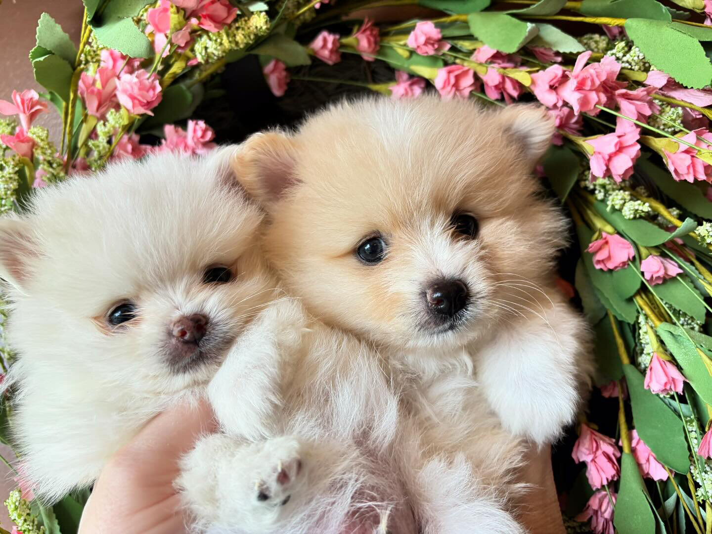 Pomeranians image 1
