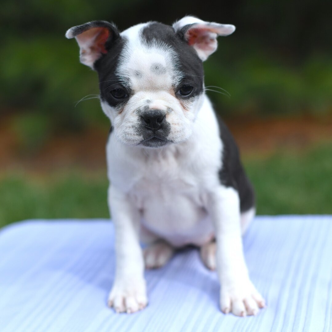 Boston Terrier  puppy 🐶 image 2