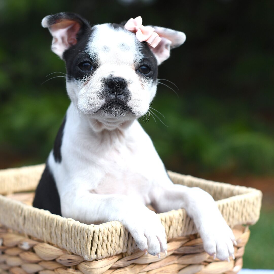 Boston Terrier  puppy 🐶 image 3