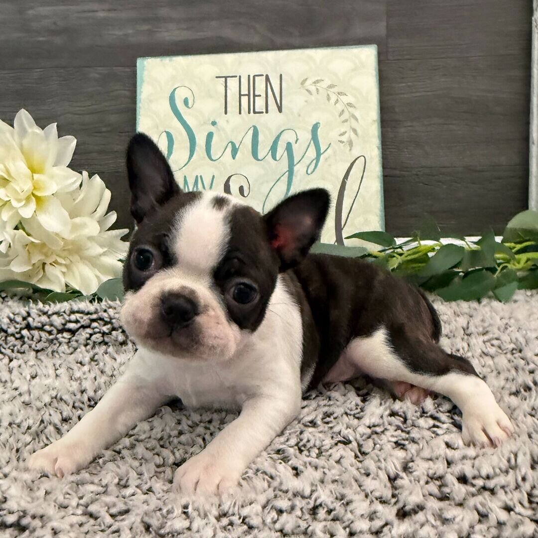 Boston Terrier puppies image 2