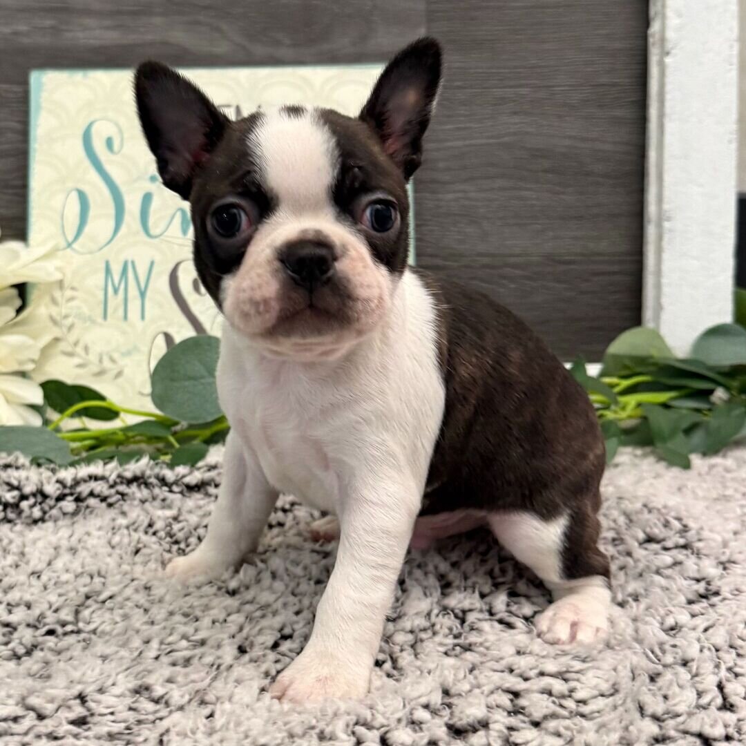 Boston Terrier puppies image 3