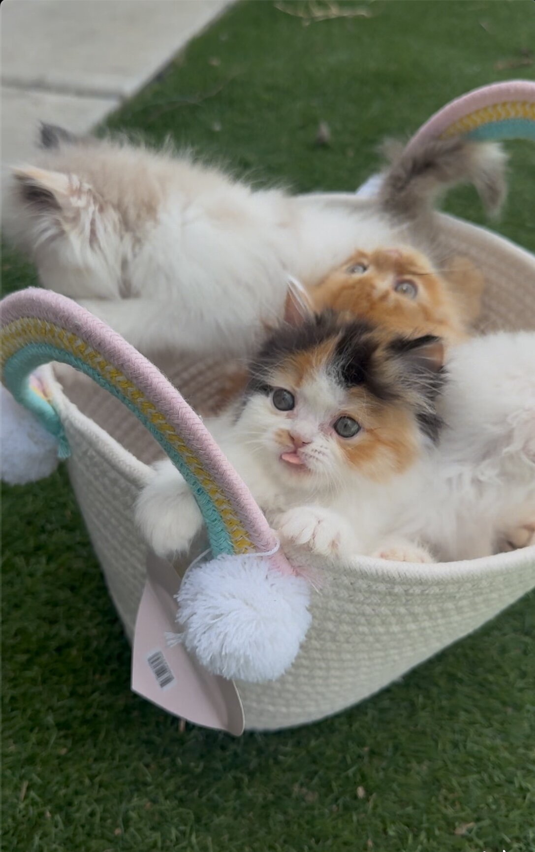Persian kittens image 6