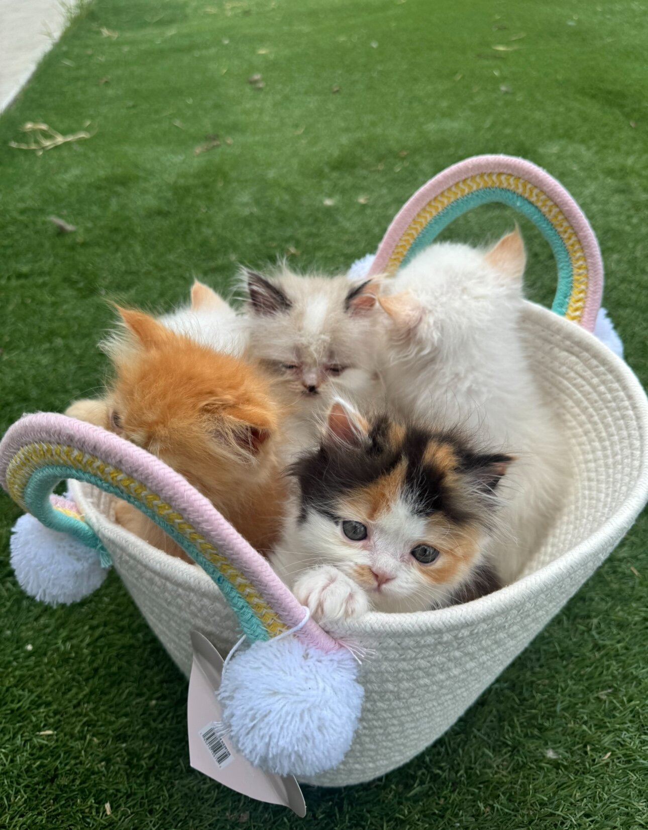 Persian kittens image 1